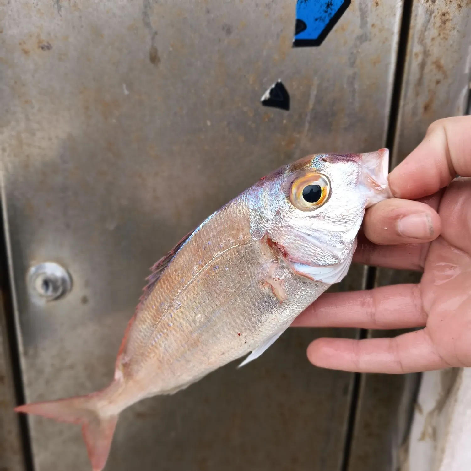 The most recent Common pandora catches on Fishbrain