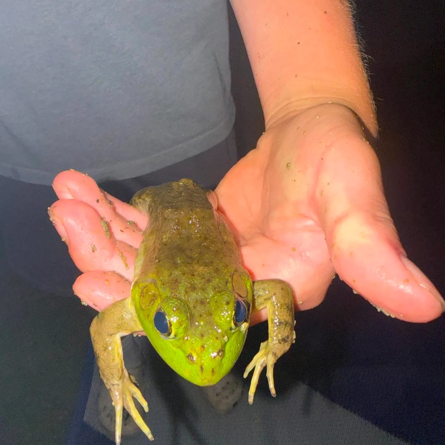 American bullfrog caught on Fishbrain