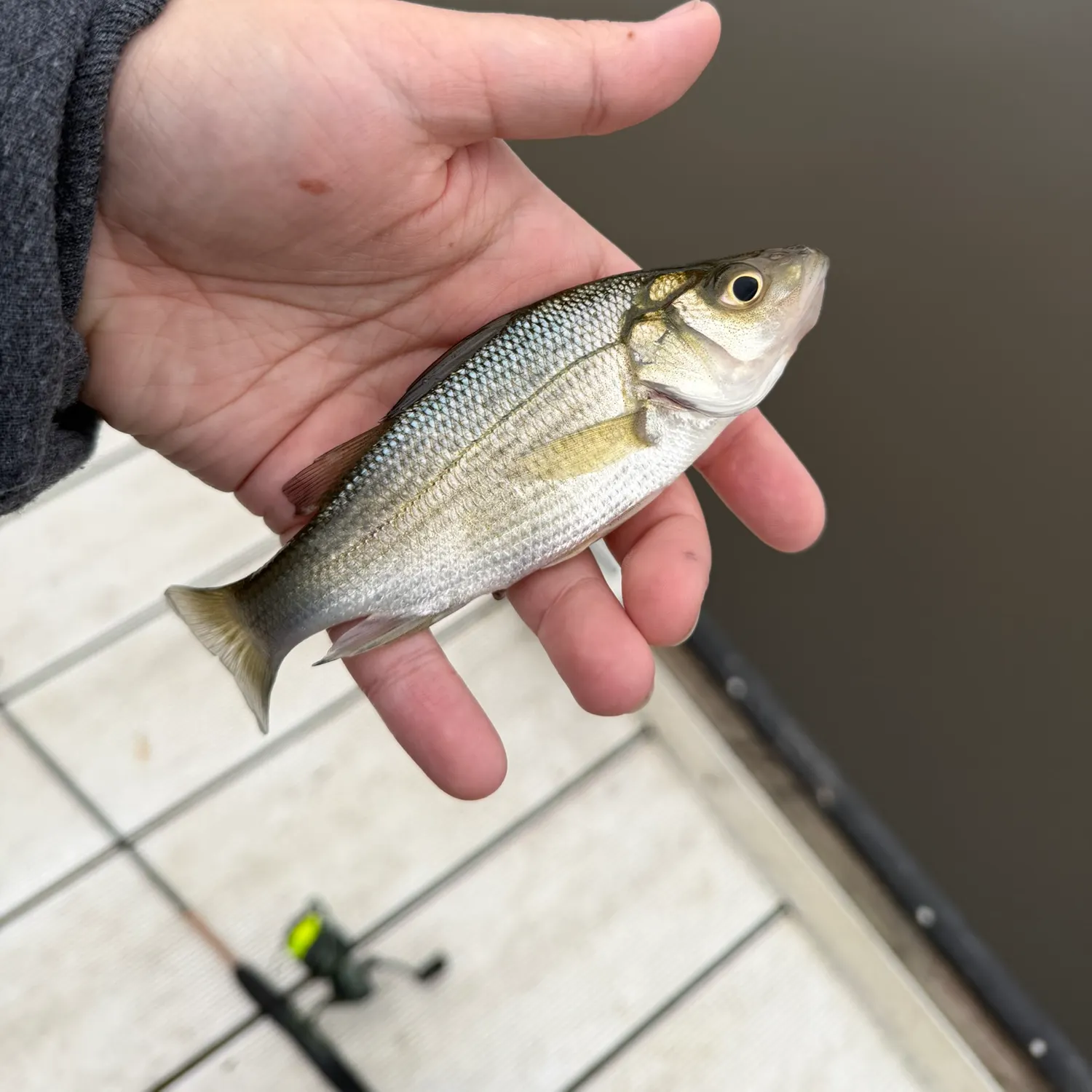 White perch caught on Fishbrain