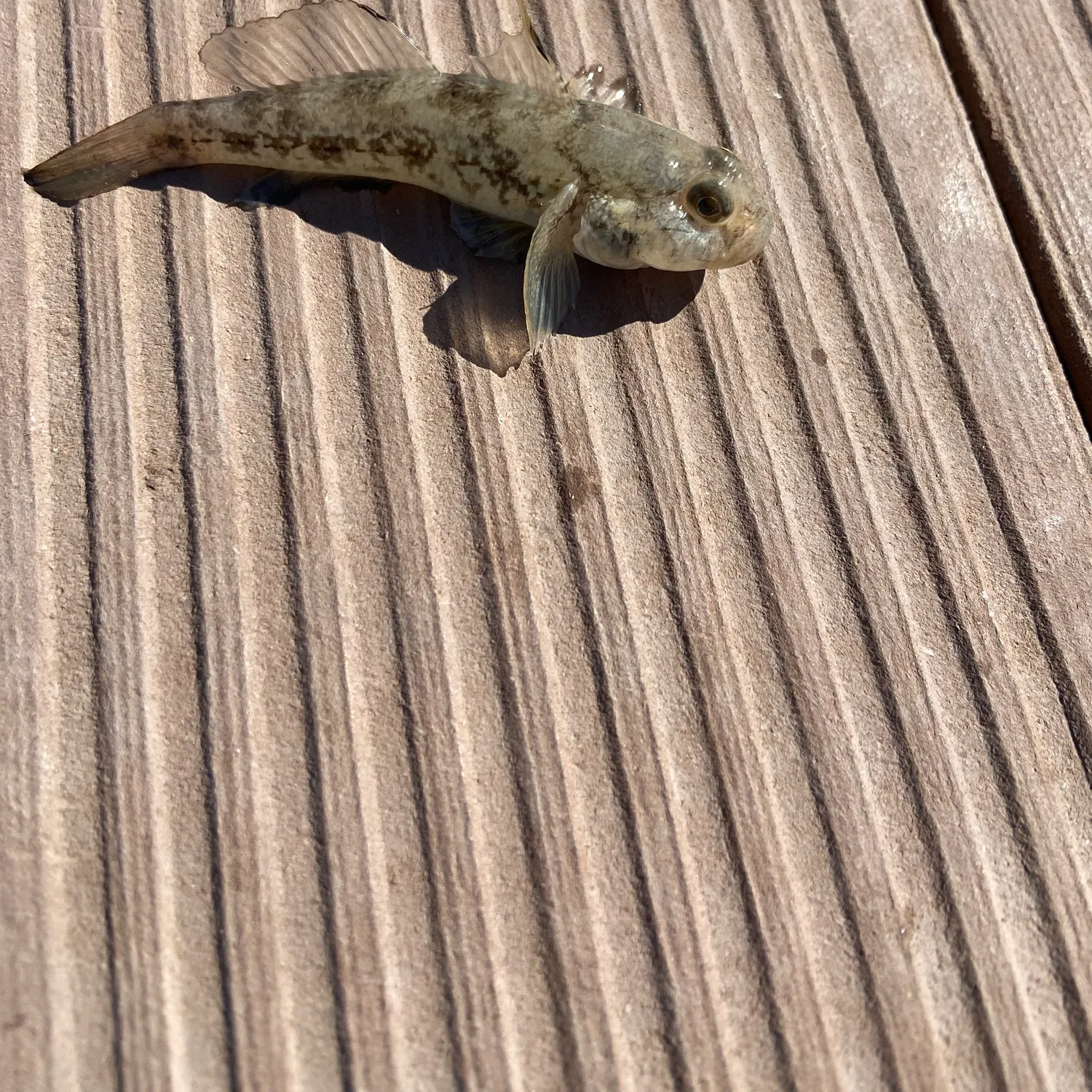 Round goby caught on Fishbrain