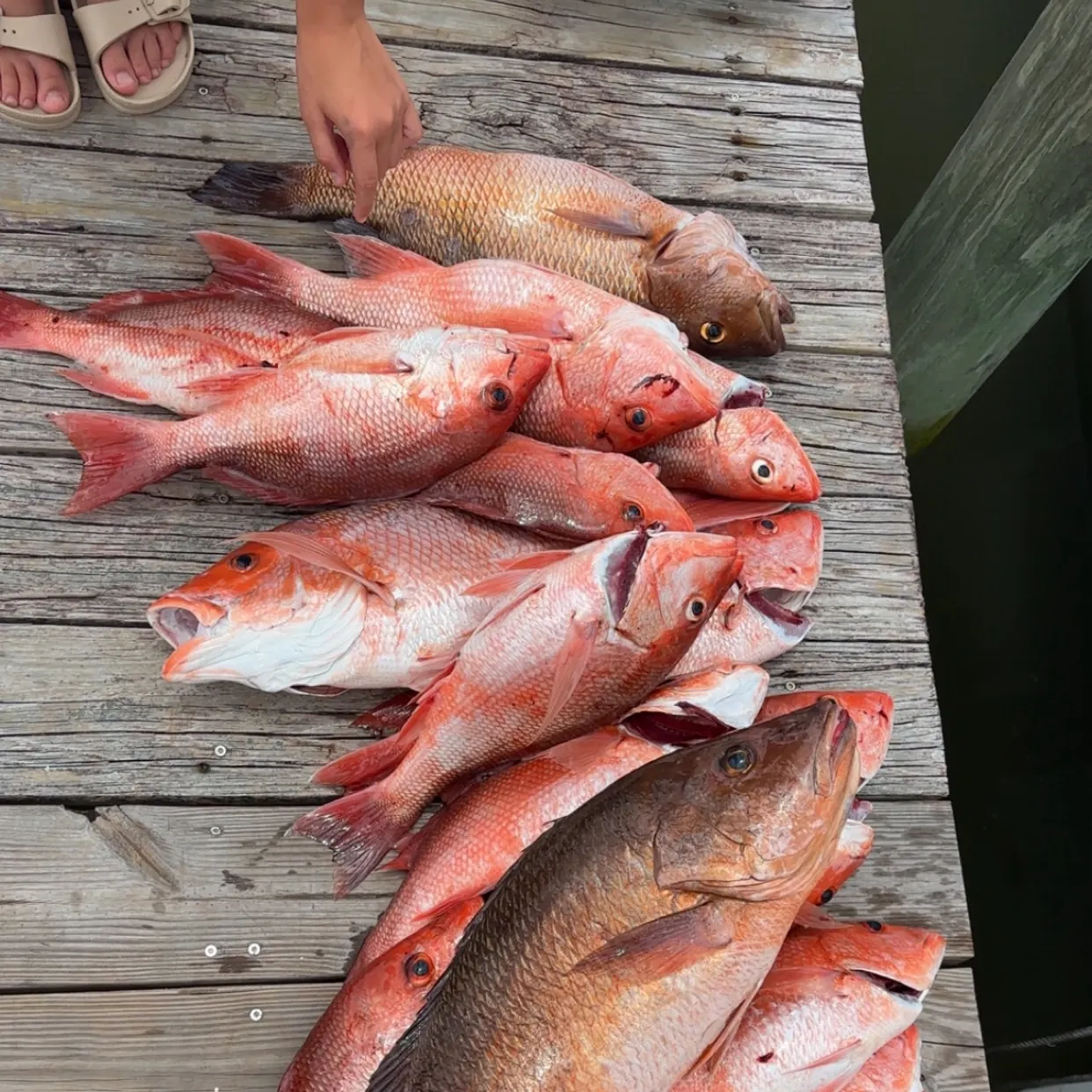 recently logged catches