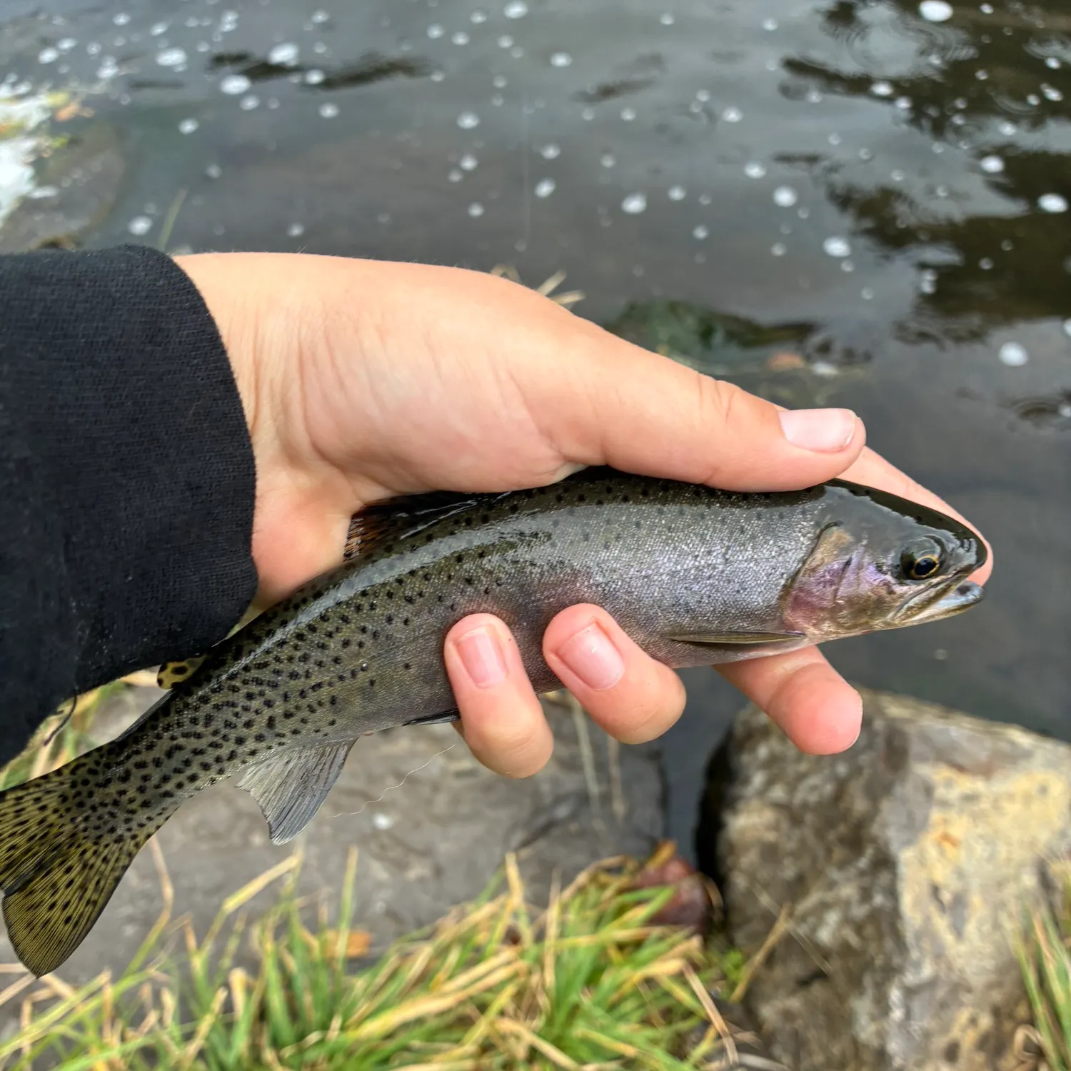 Rainbow trout caught on Fishbrain