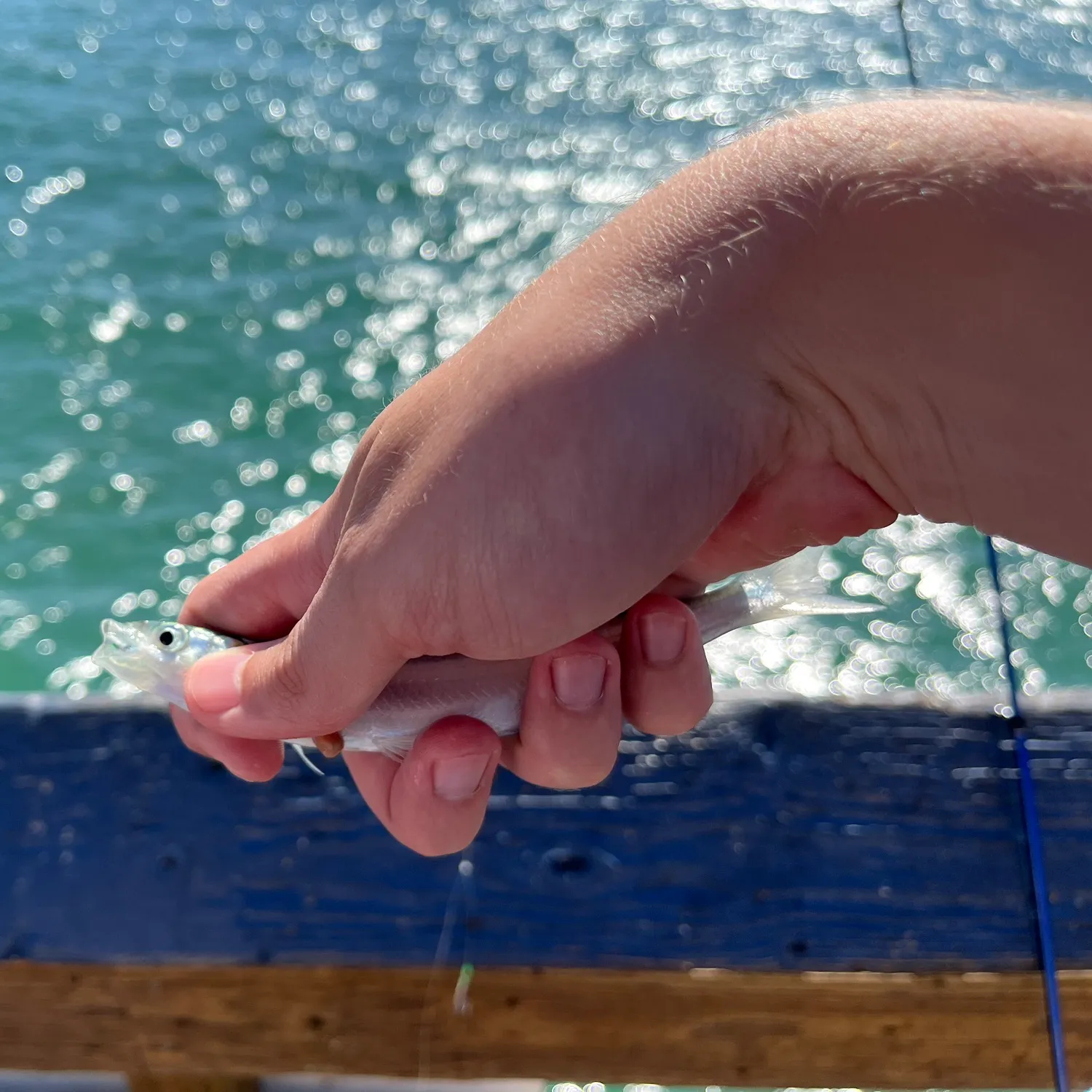 Surf smelt caught on Fishbrain