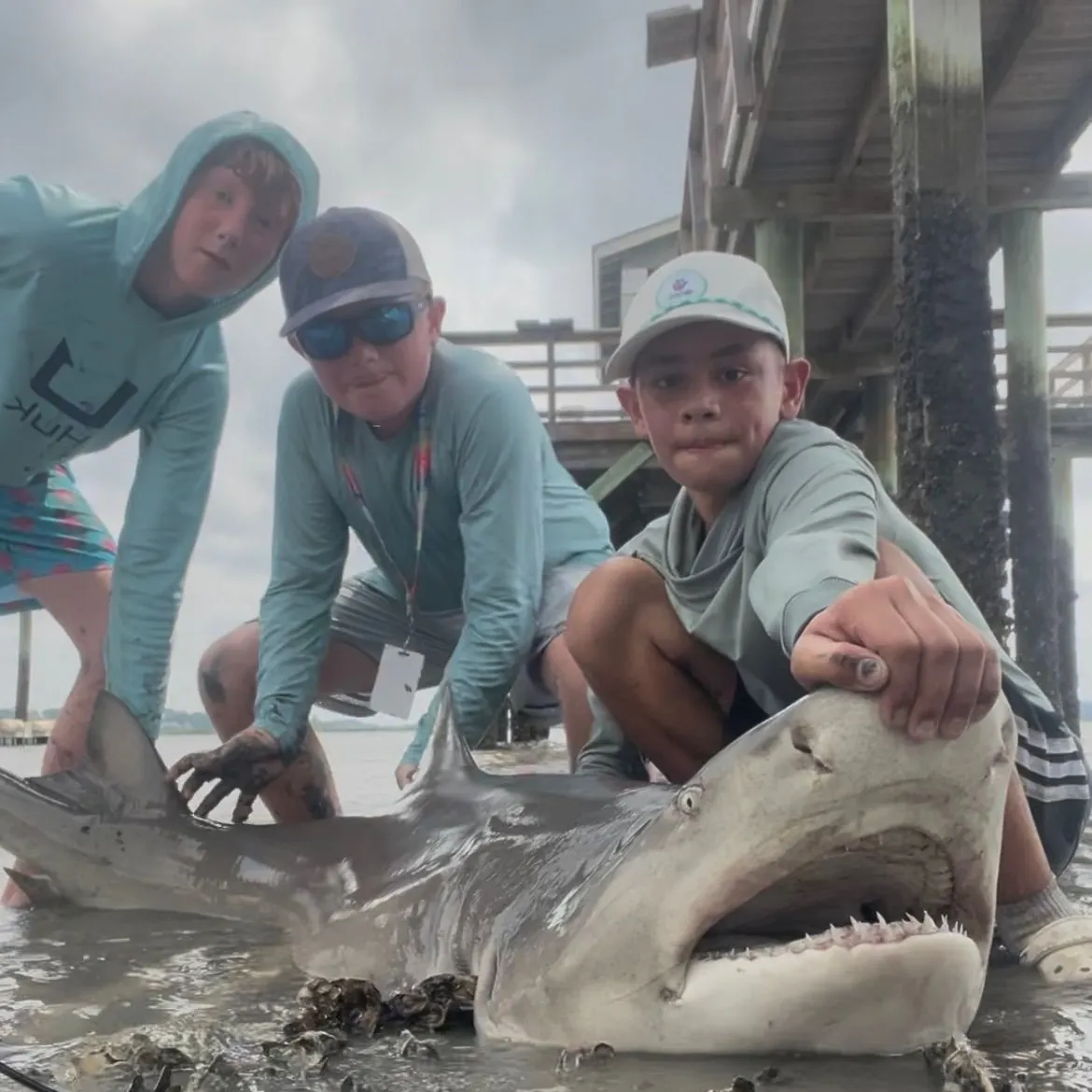Lemon shark caught on Fishbrain