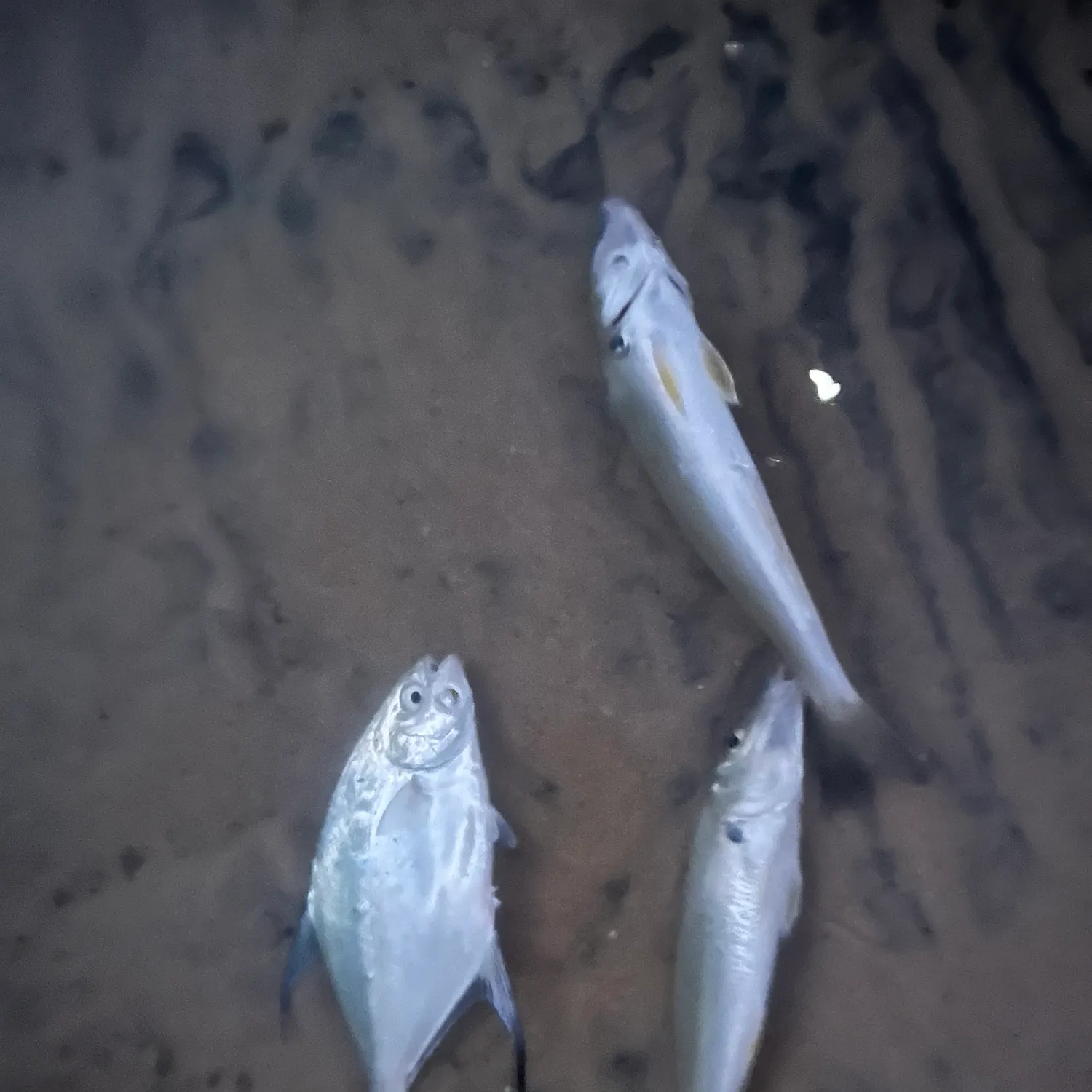The most recent King George whiting catches on Fishbrain