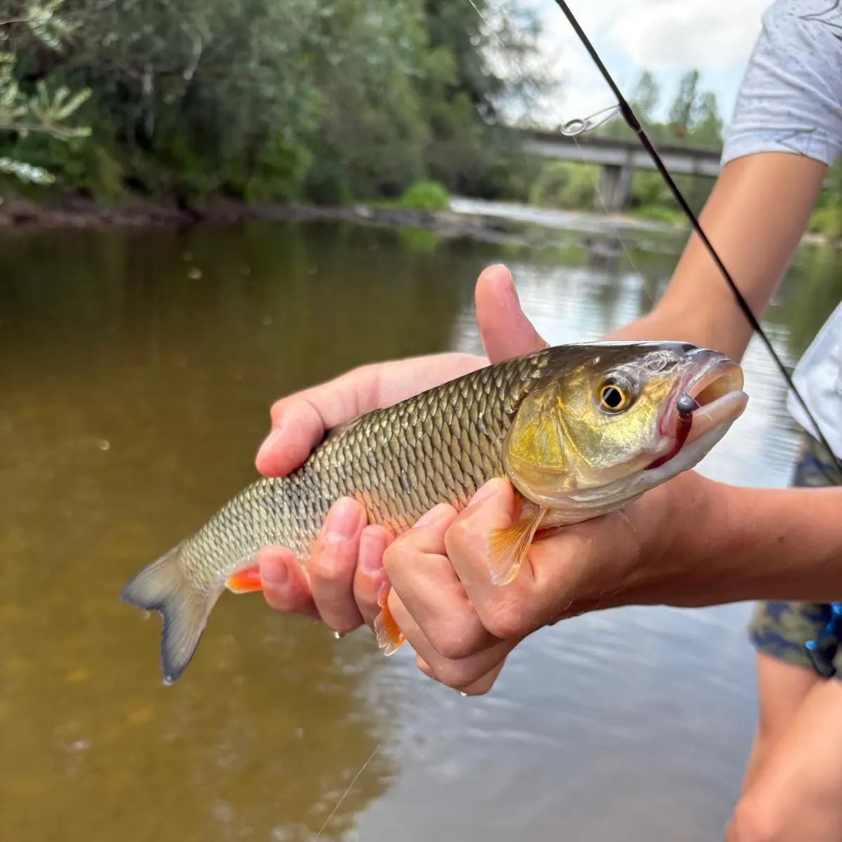 The most recent European chub catches on Fishbrain