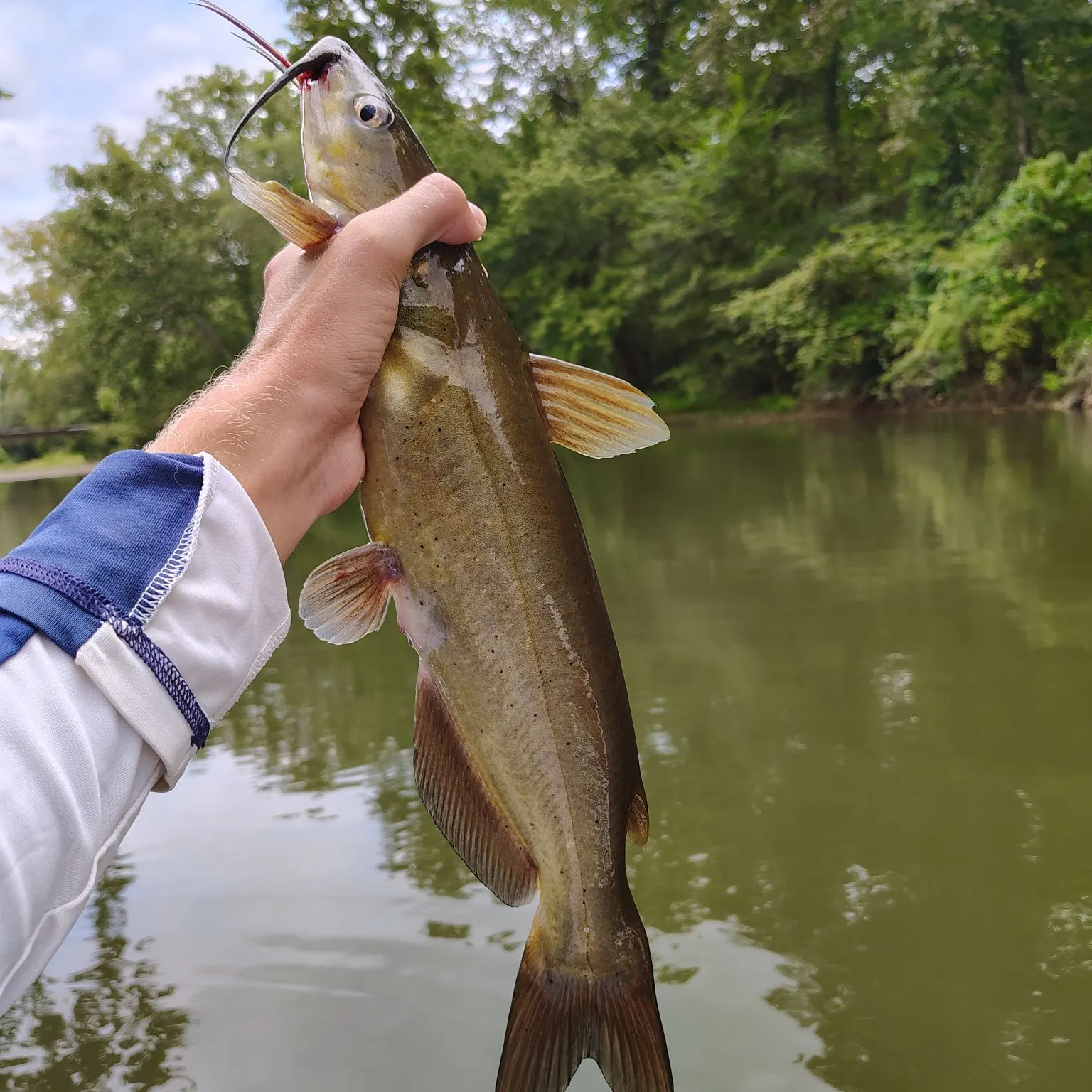 Channel catfish caught on Fishbrain