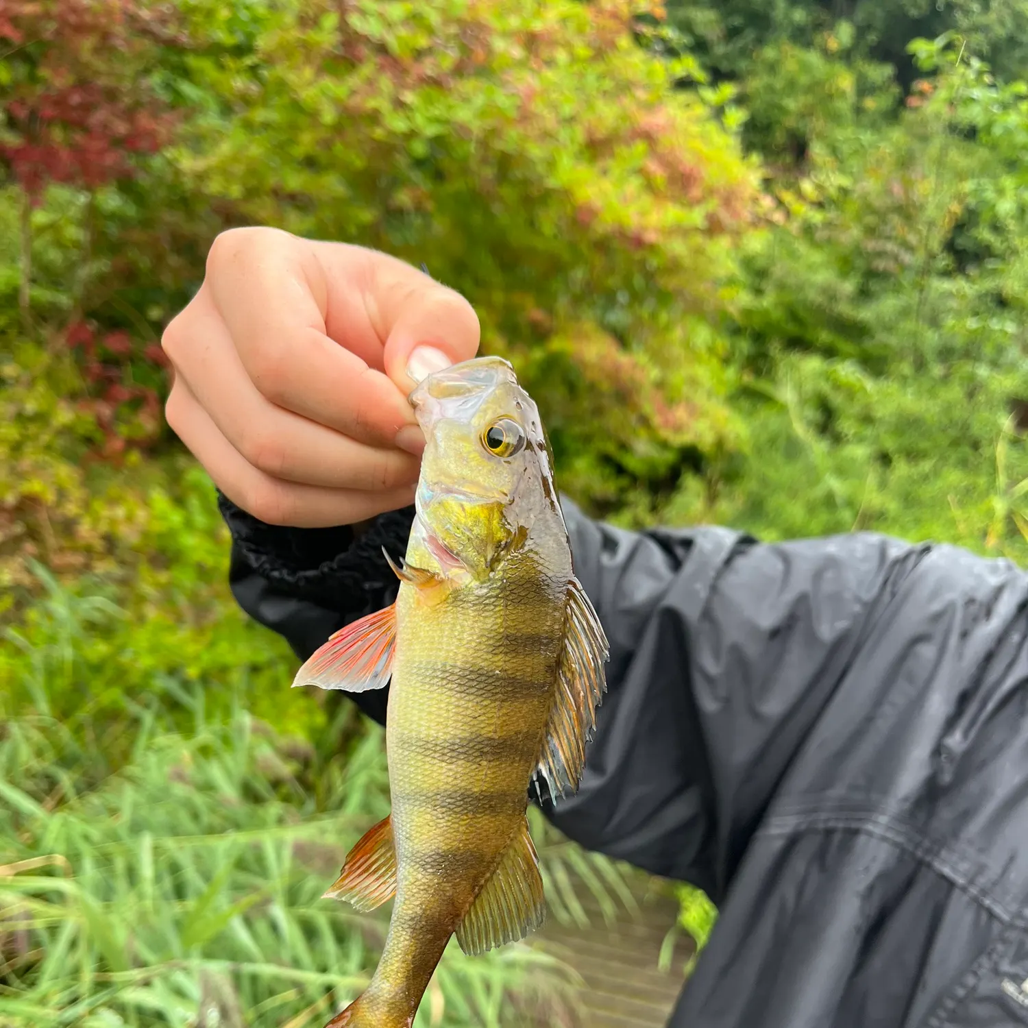 European perch caught on Fishbrain