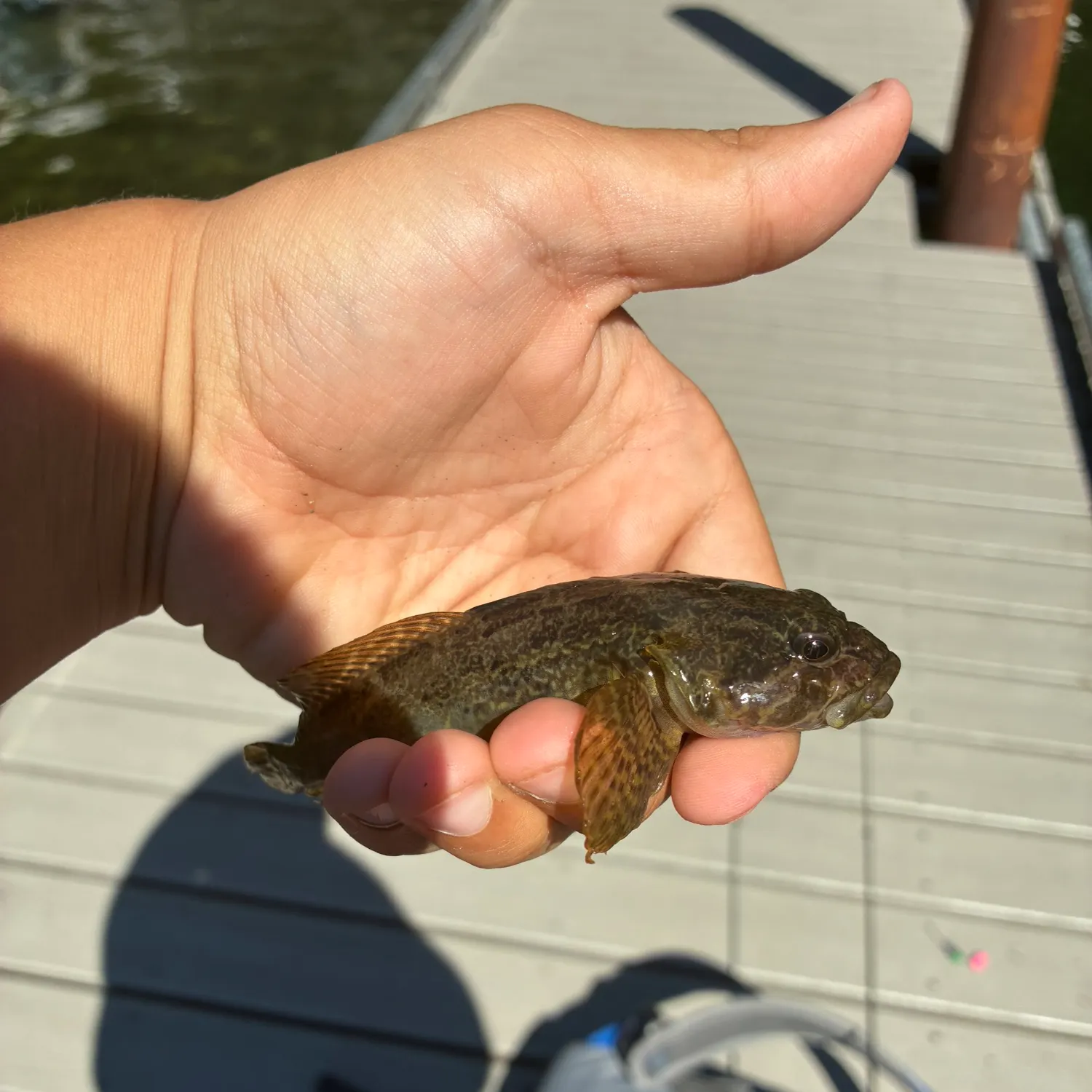 The most recent Plain sculpin catches on Fishbrain