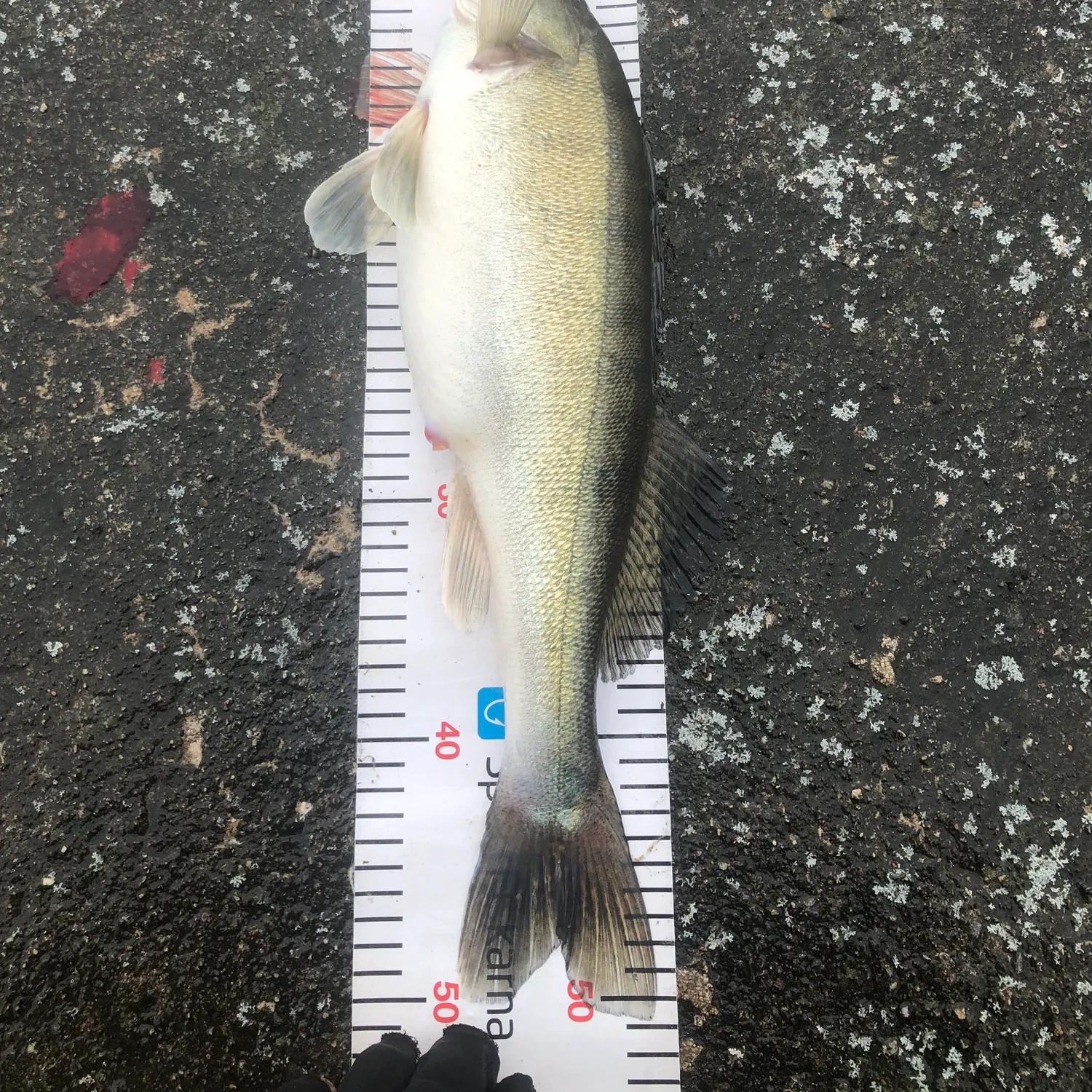 The most recent Zander catches on Fishbrain