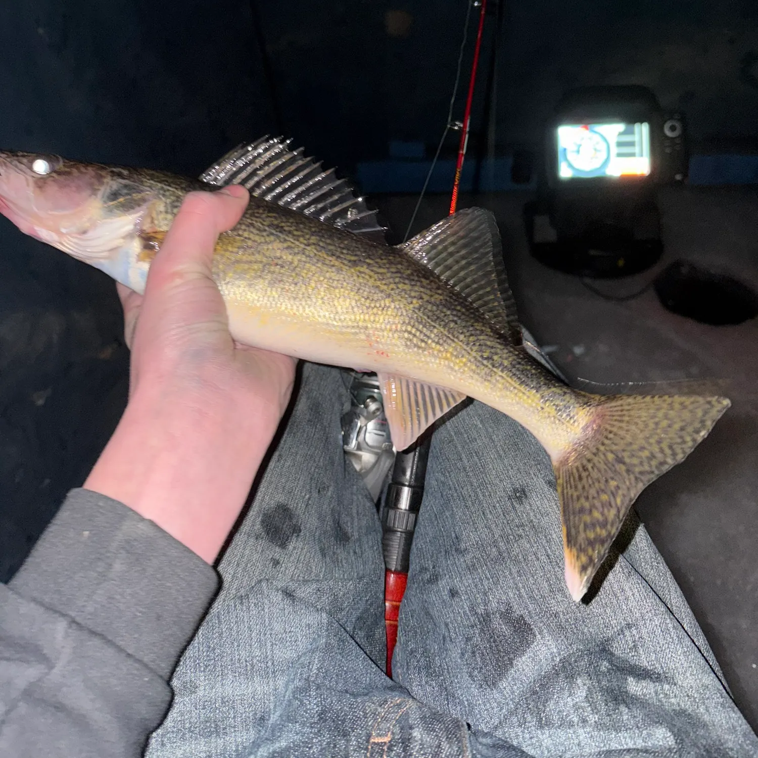 The most recent Walleye catches on Fishbrain
