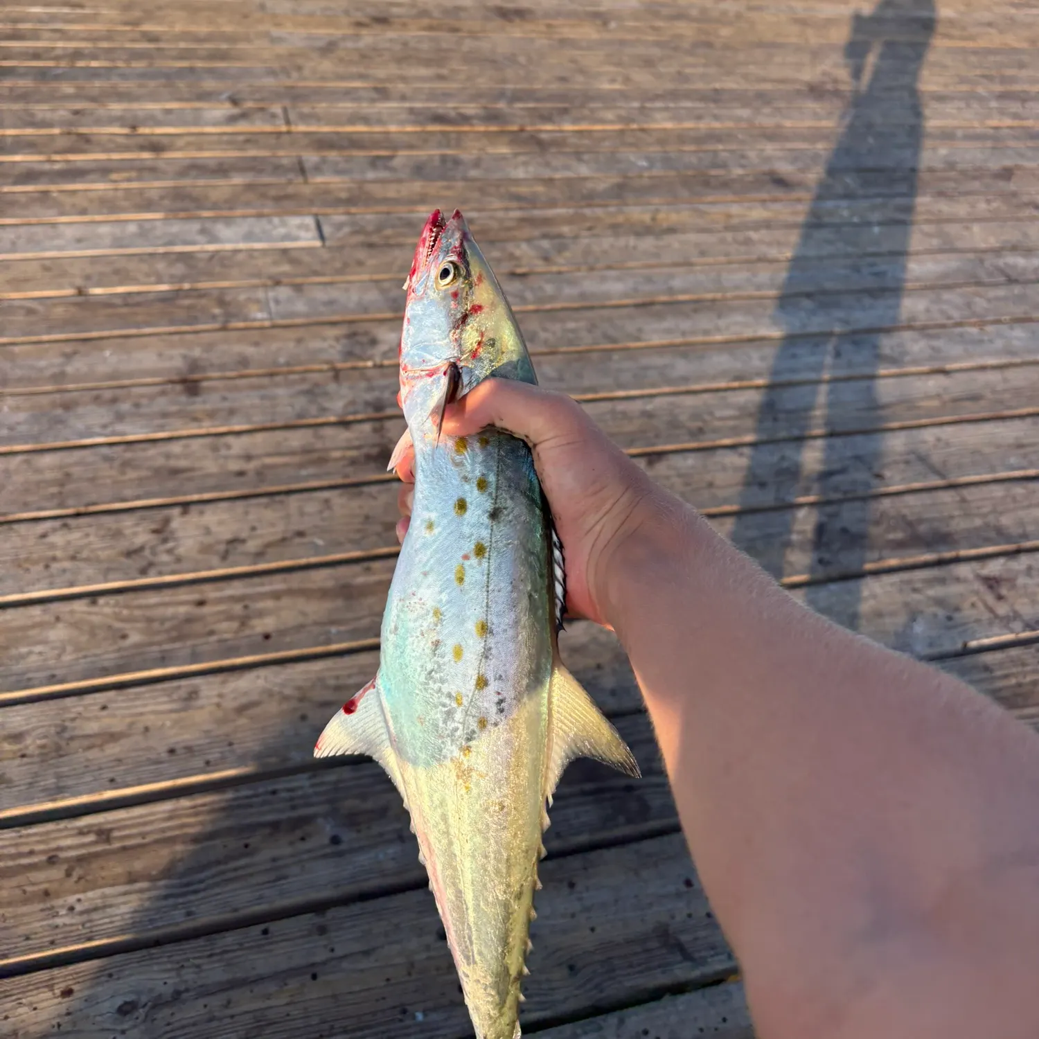The most recent Spanish mackerel catches on Fishbrain