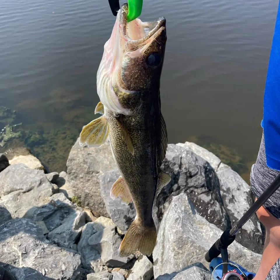 Walleye caught on Fishbrain
