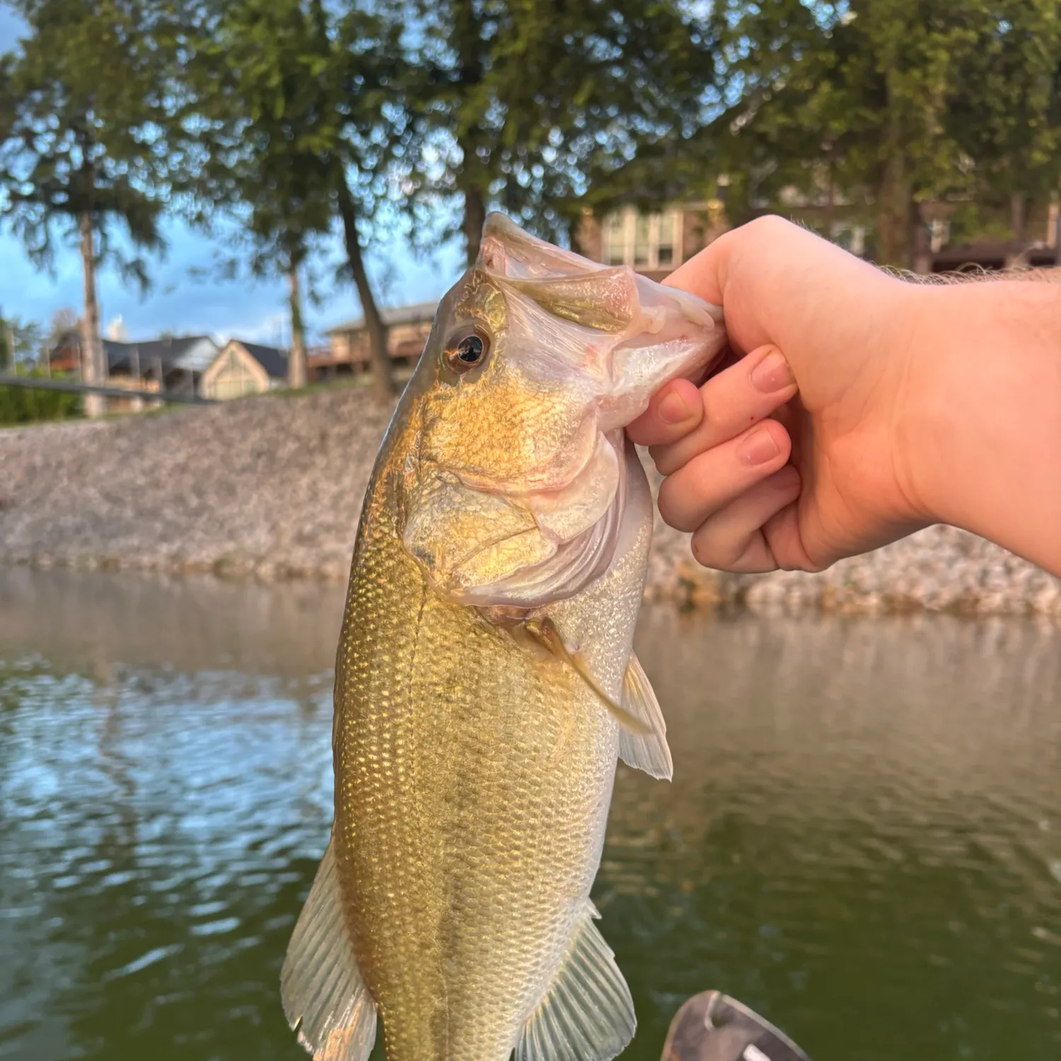 Largemouth bass caught on Fishbrain