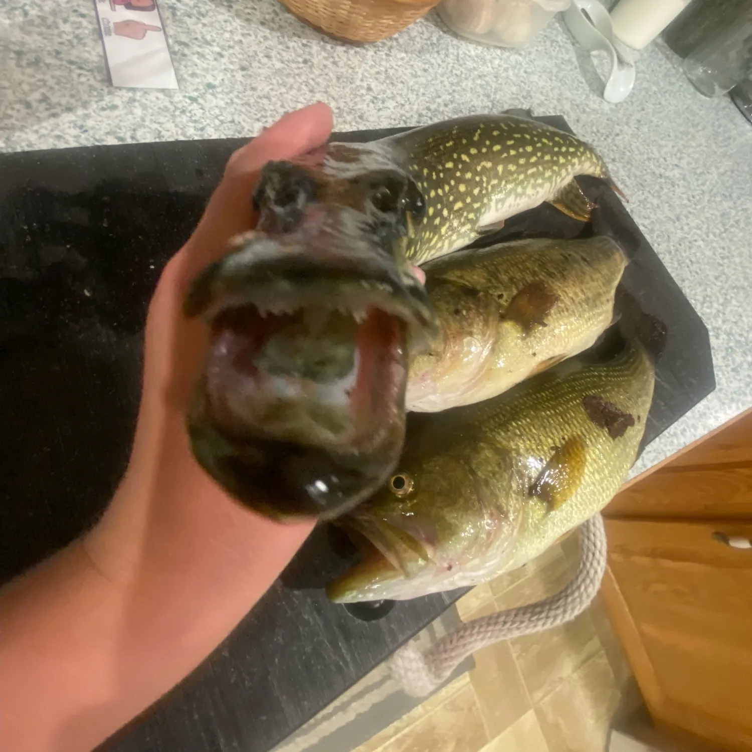 recently logged catches