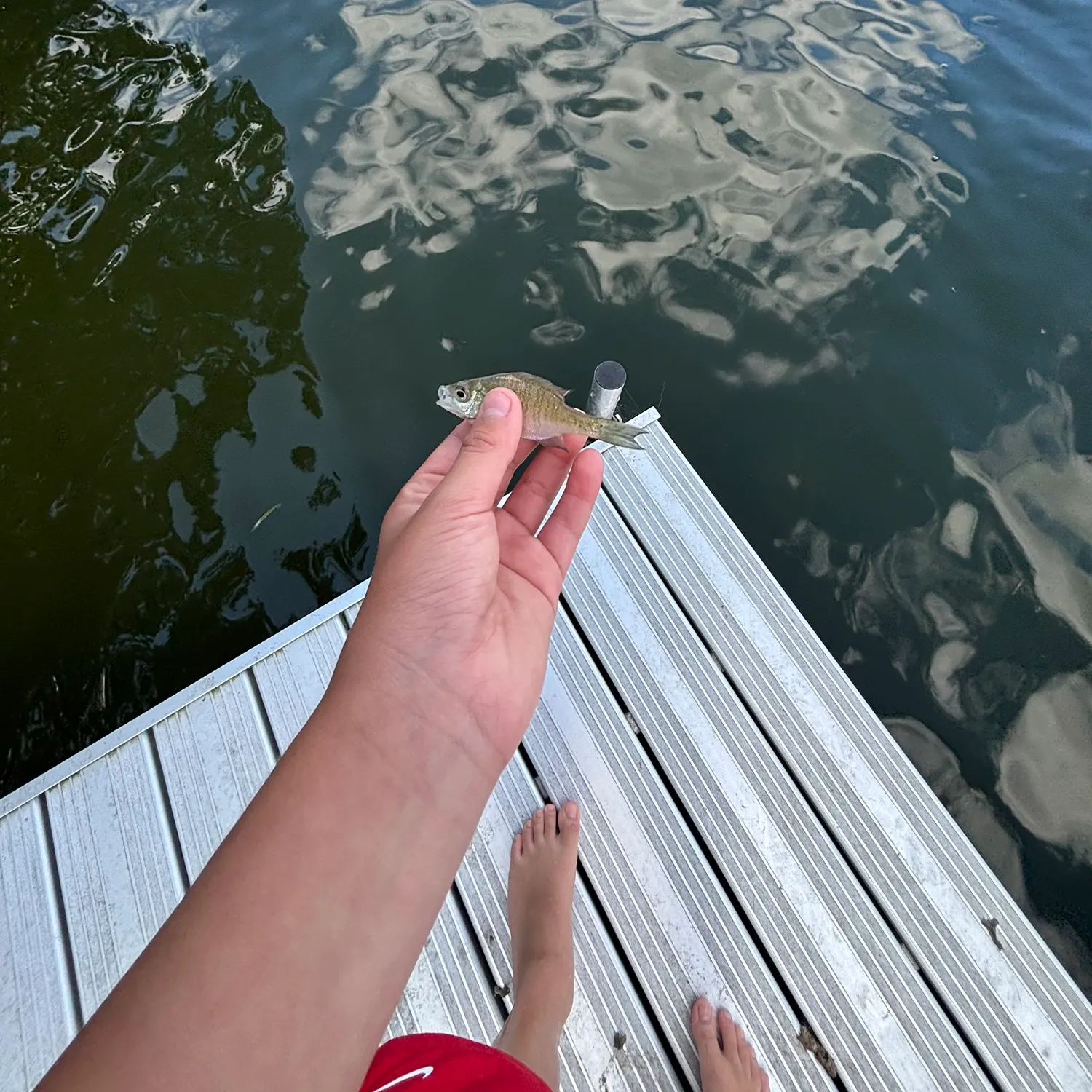 Green sunfish caught on Fishbrain