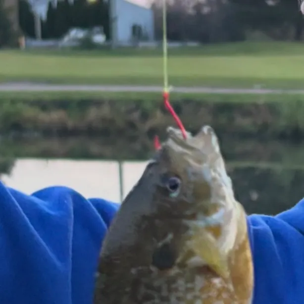 Pumpkinseed caught on Fishbrain