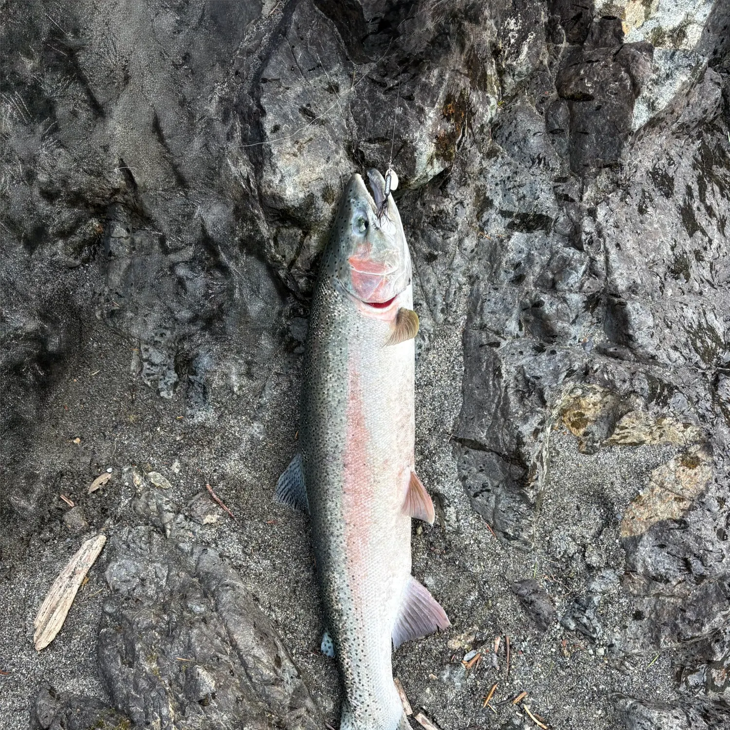 The most recent Steelhead catches on Fishbrain