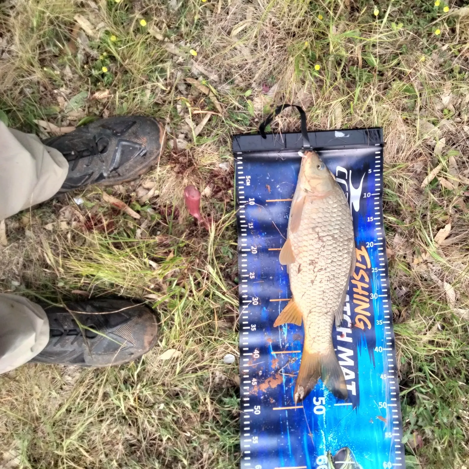 Fish caught on Fishbrain