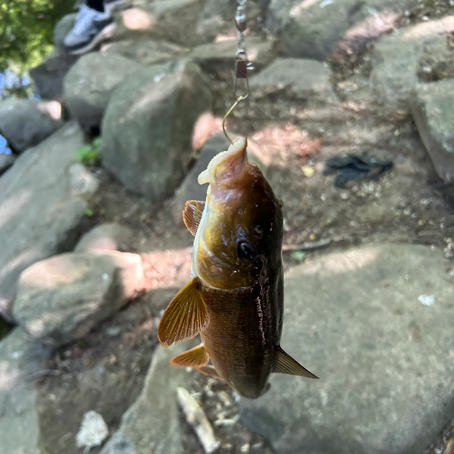 The most recent Northern hogsucker catches on Fishbrain