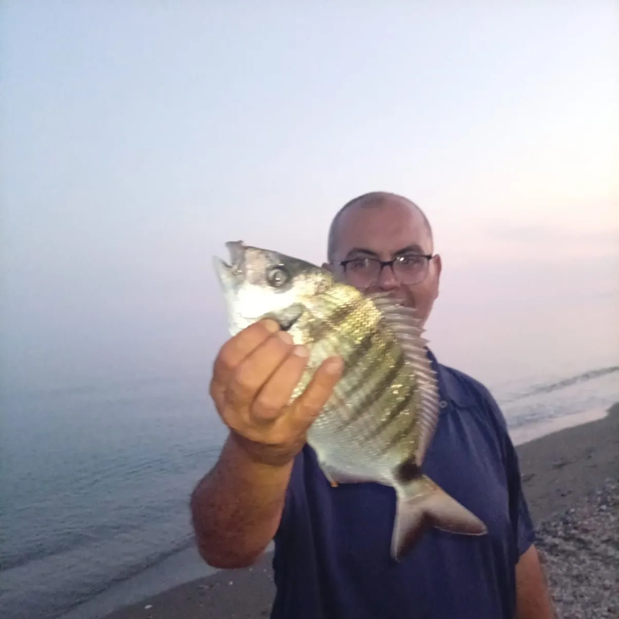 The most recent White seabream catches on Fishbrain