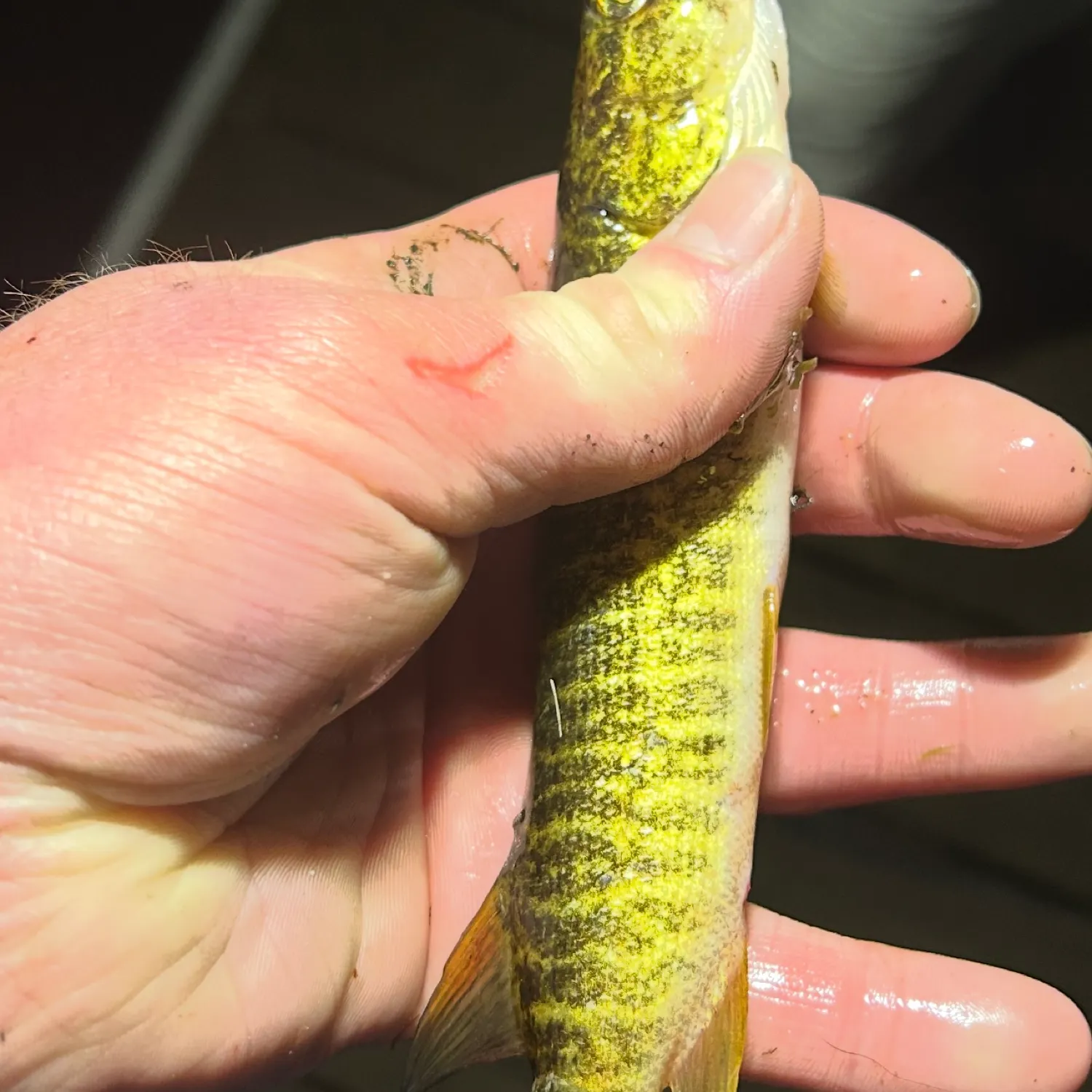 The most recent Grass pickerel catches on Fishbrain