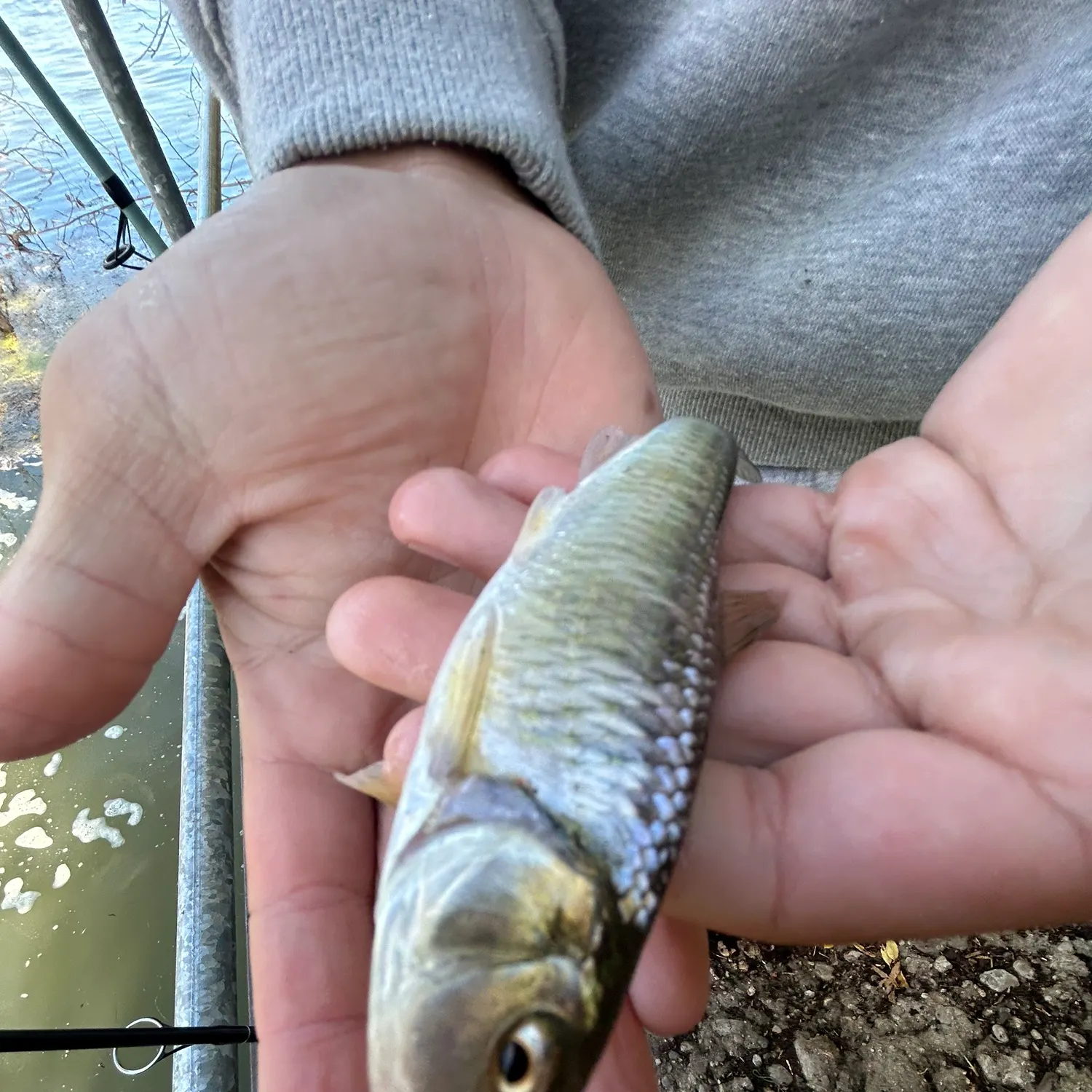 Striped shiner caught on Fishbrain