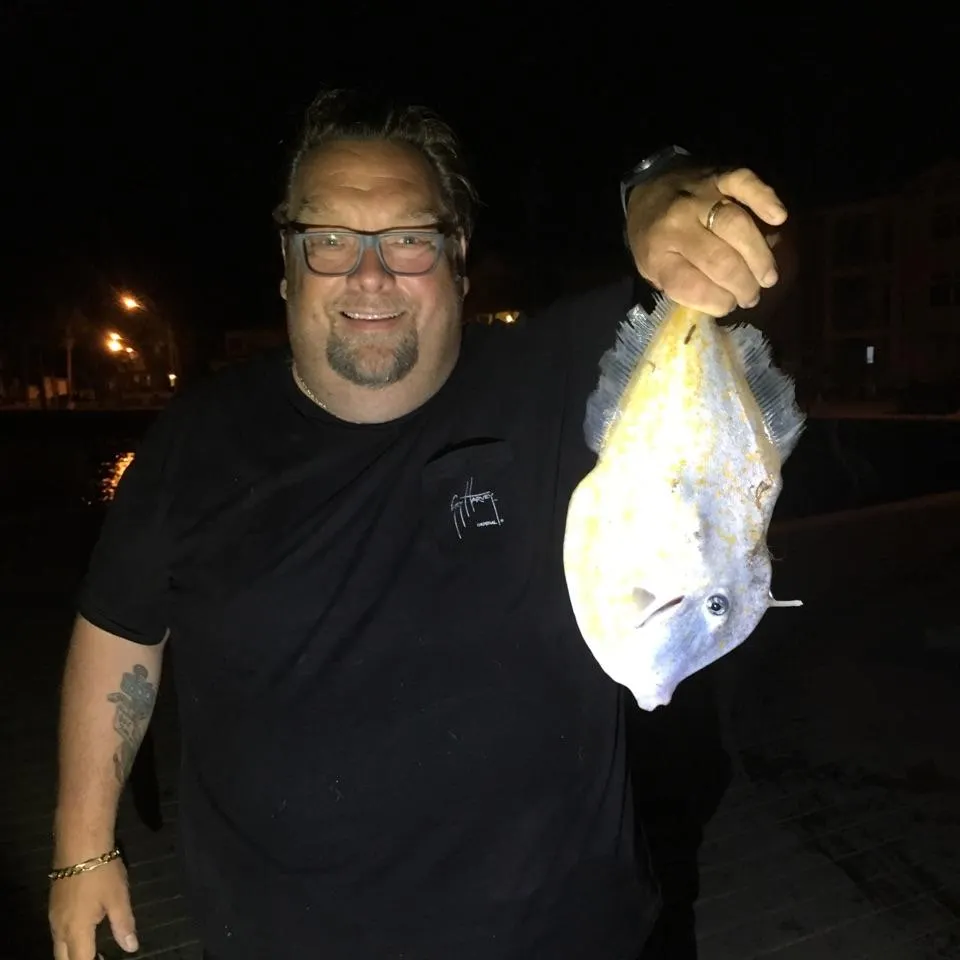 The most recent Honeycomb filefish catches on Fishbrain