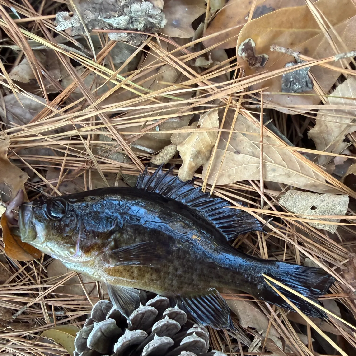 The most recent Warmouth catches on Fishbrain