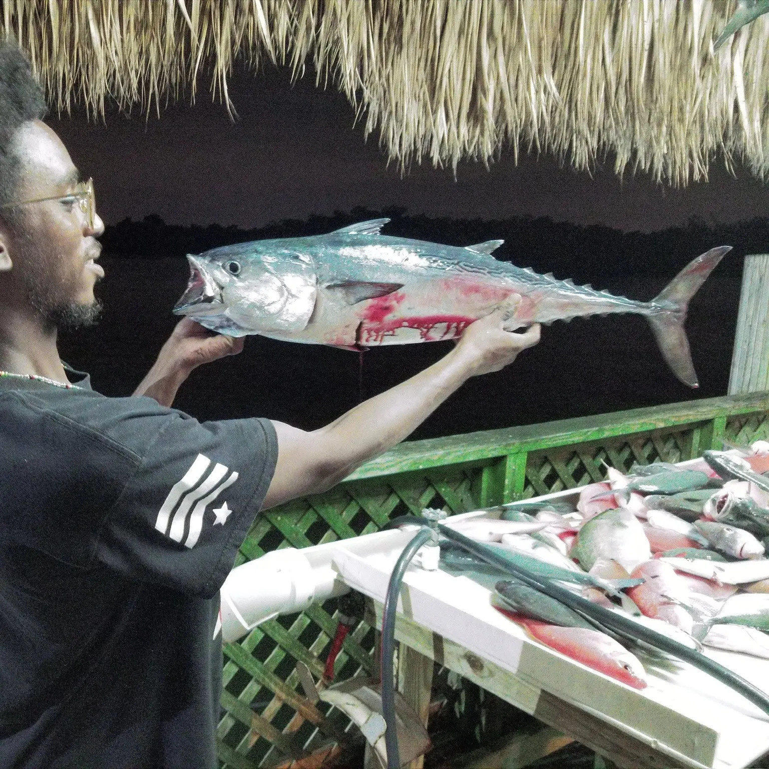 The most recent Australian bonito catches on Fishbrain