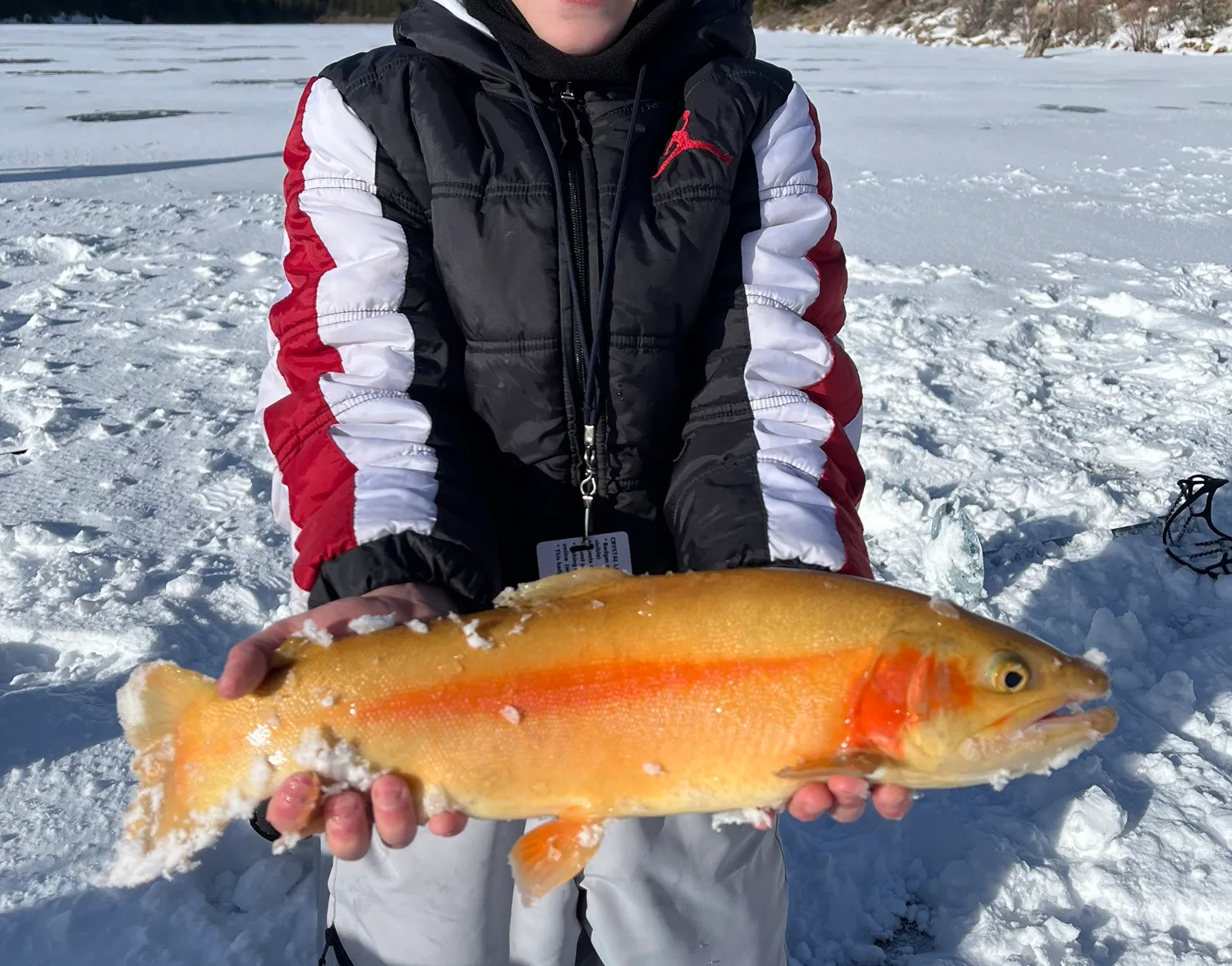 Golden trout