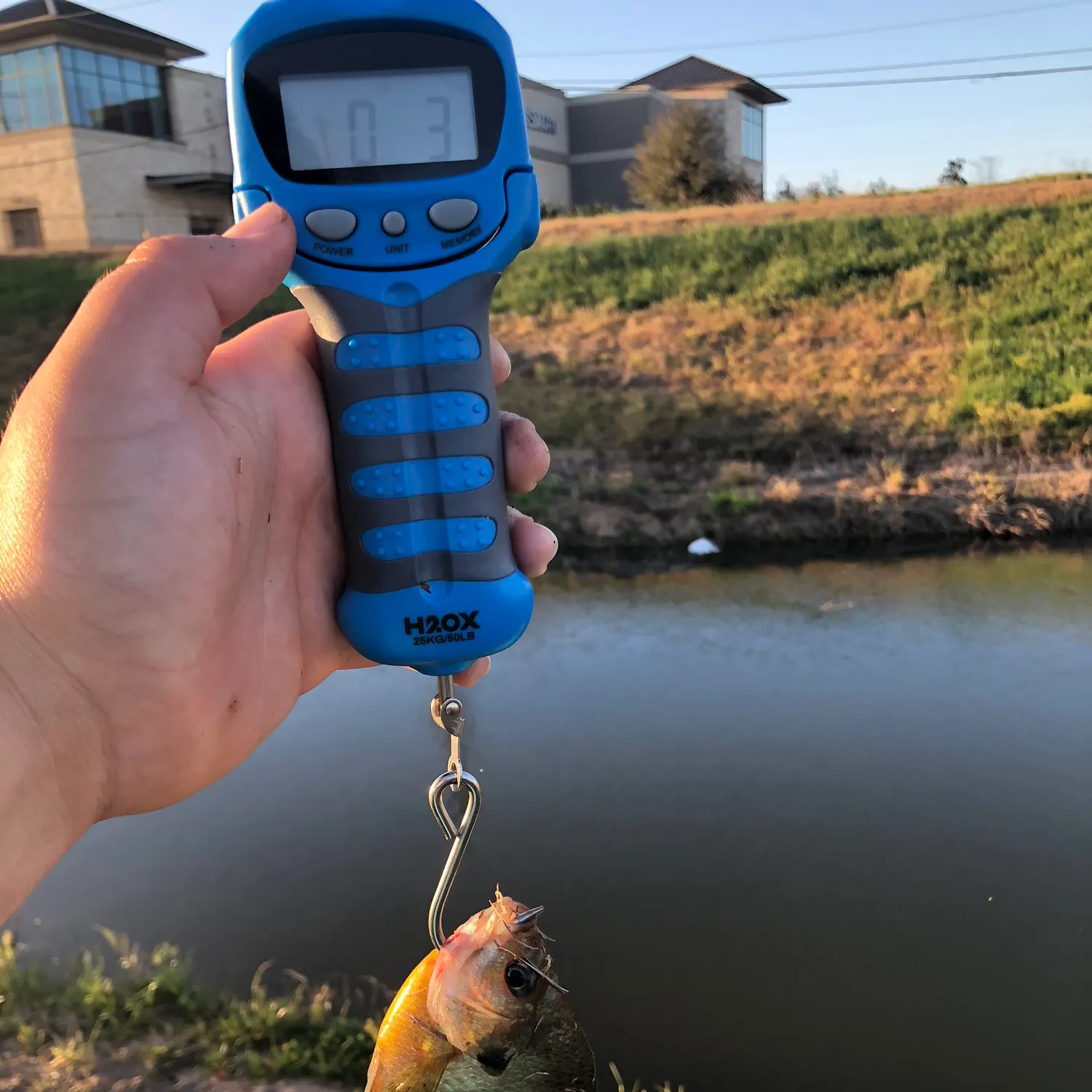 The most recent White trevally catches on Fishbrain
