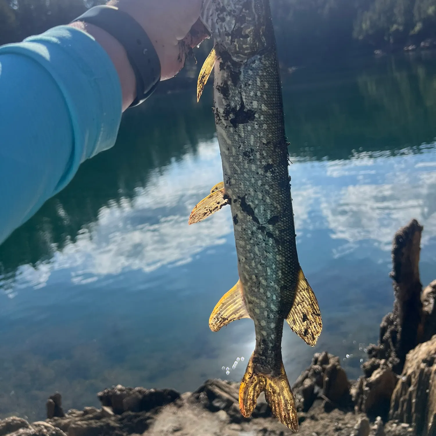 Northern pike caught on Fishbrain