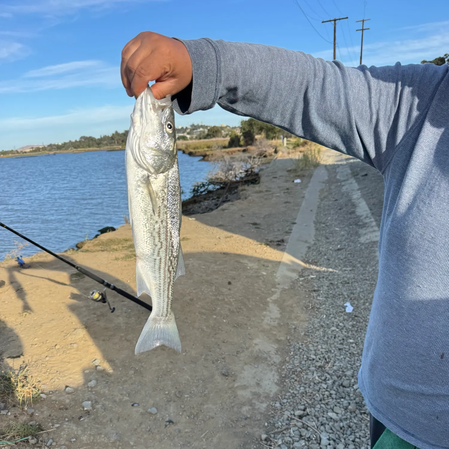 Striped bass caught on Fishbrain