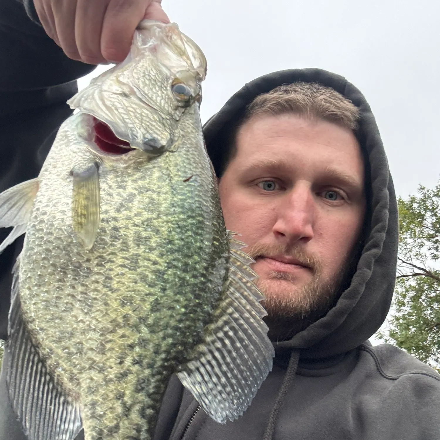 White crappie caught on Fishbrain
