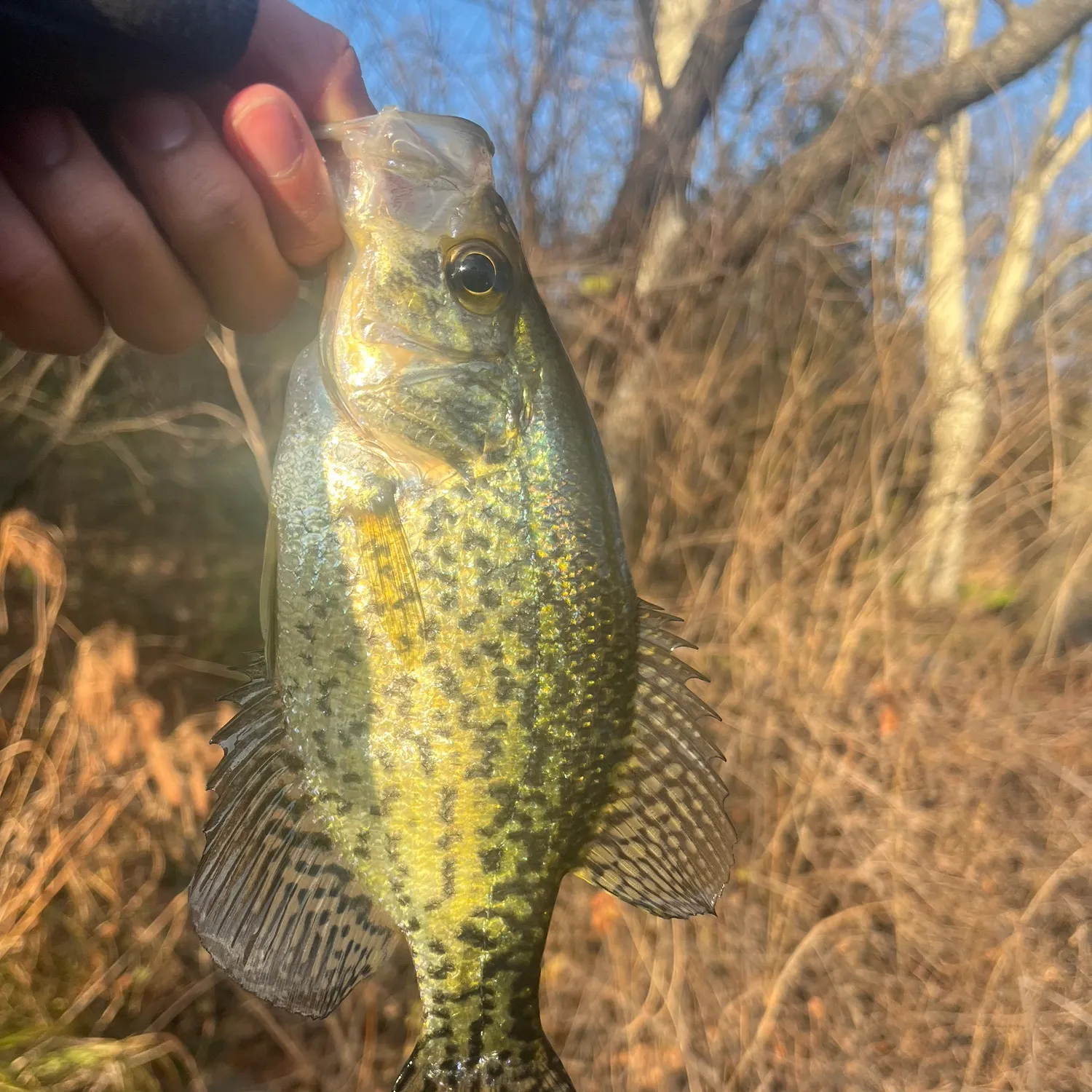 The most recent Black crappie catches on Fishbrain