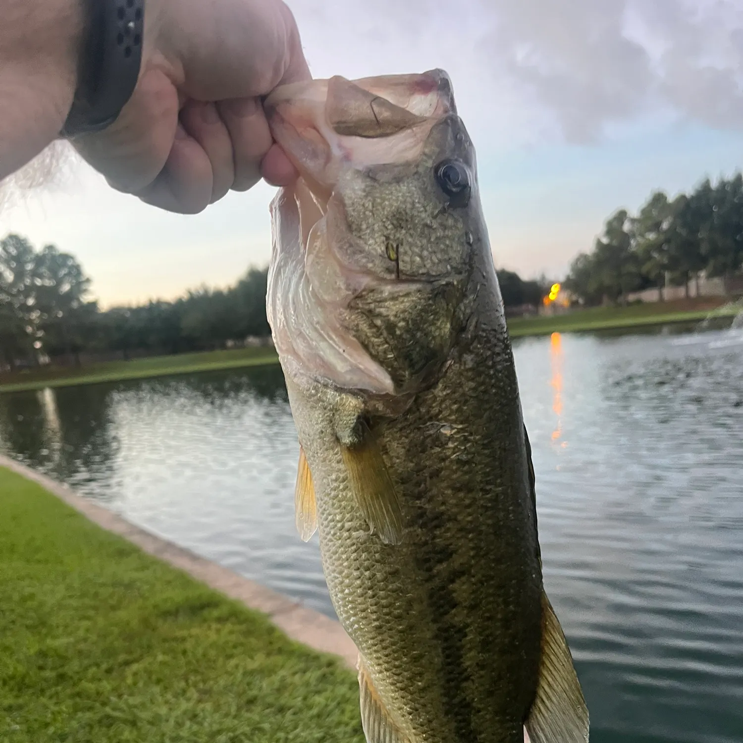 Largemouth bass caught on Fishbrain