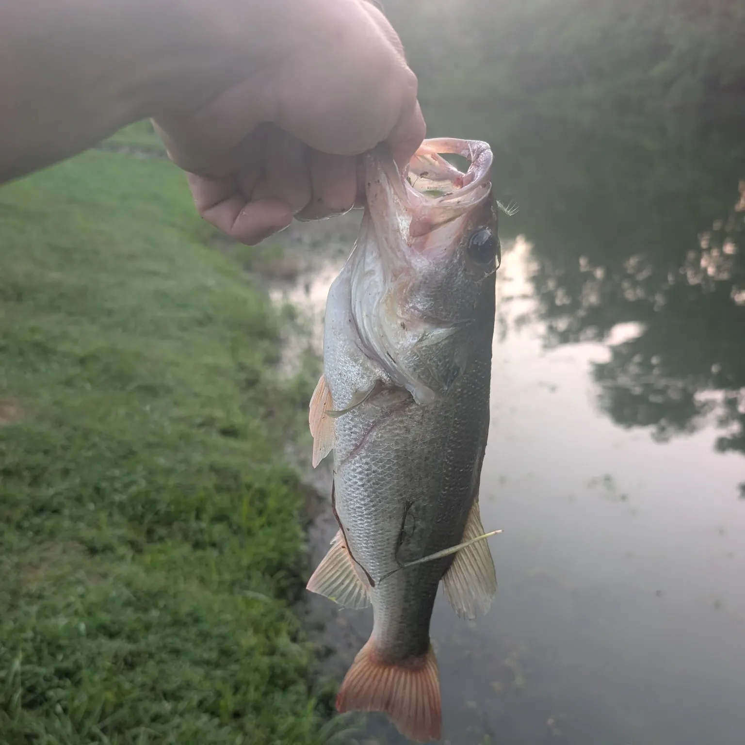 Largemouth bass caught on Fishbrain