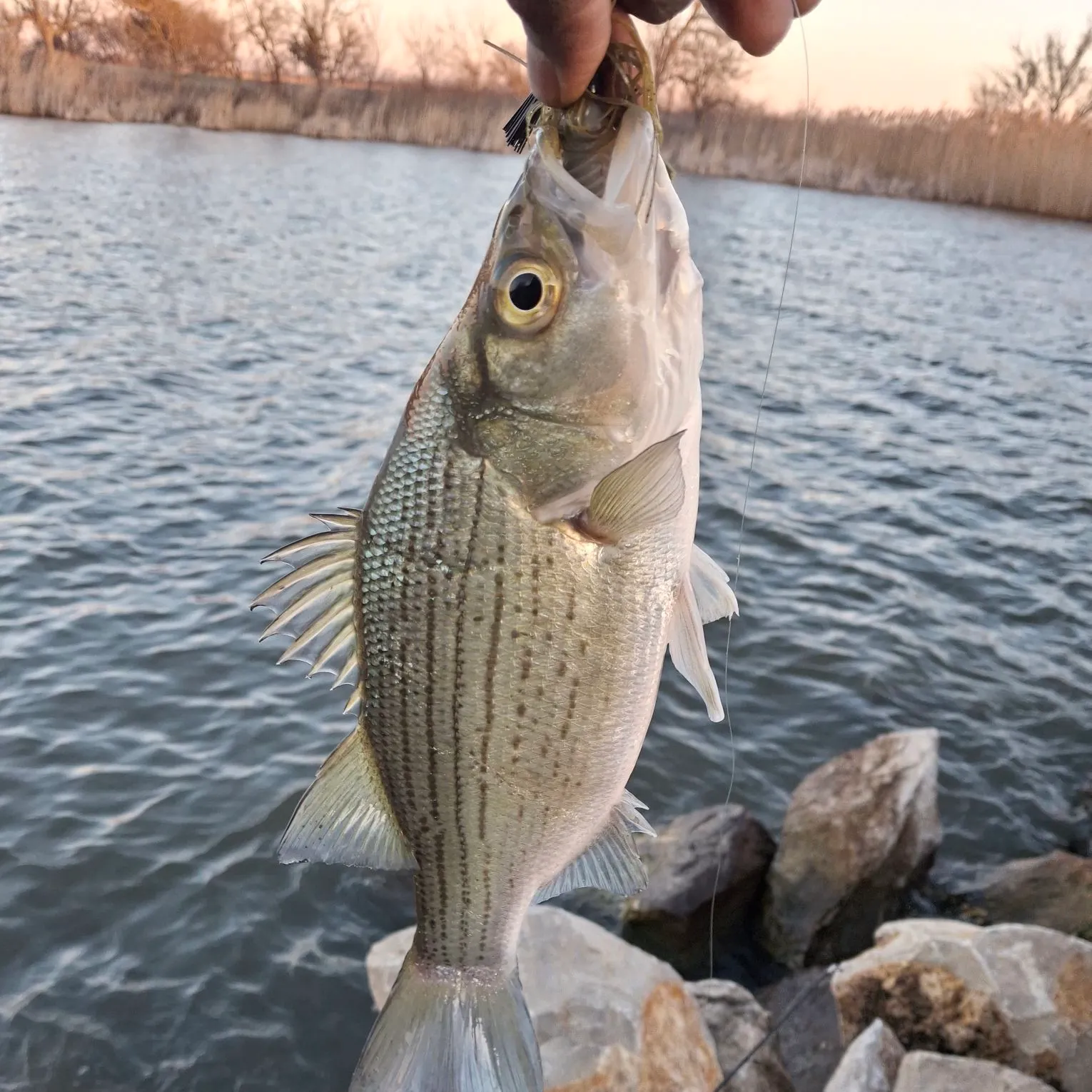 The most recent Hybrid striped bass catches on Fishbrain