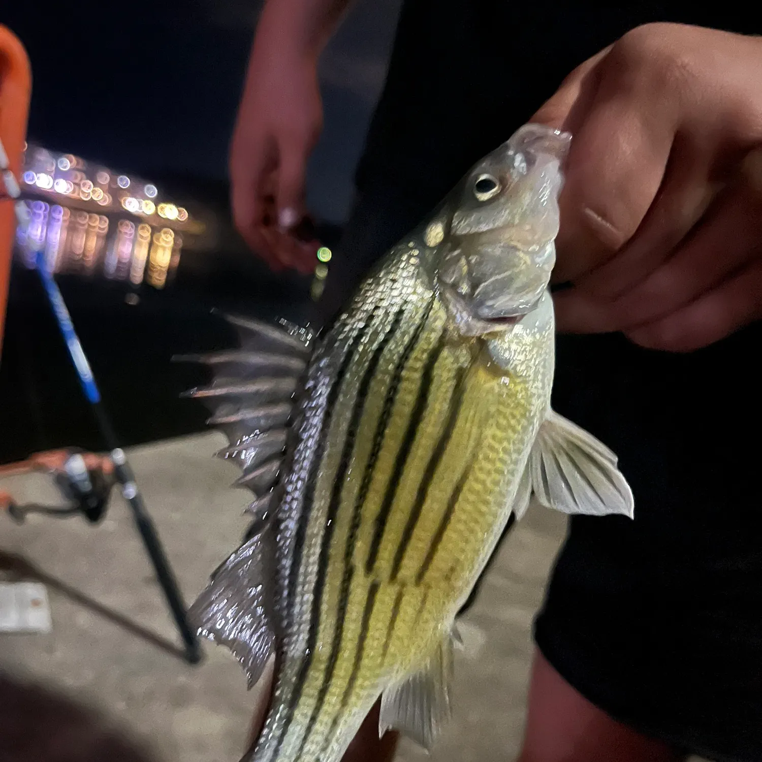 The most recent Yellow bass catches on Fishbrain