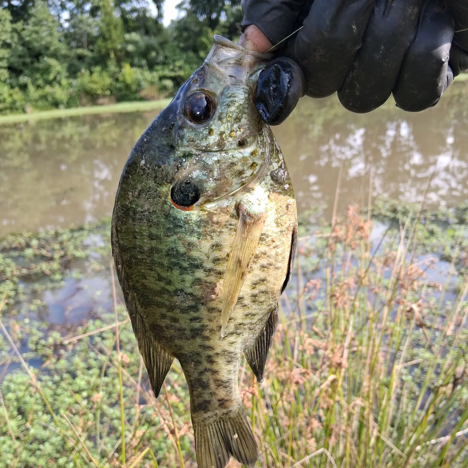 Redear sunfish caught on Fishbrain