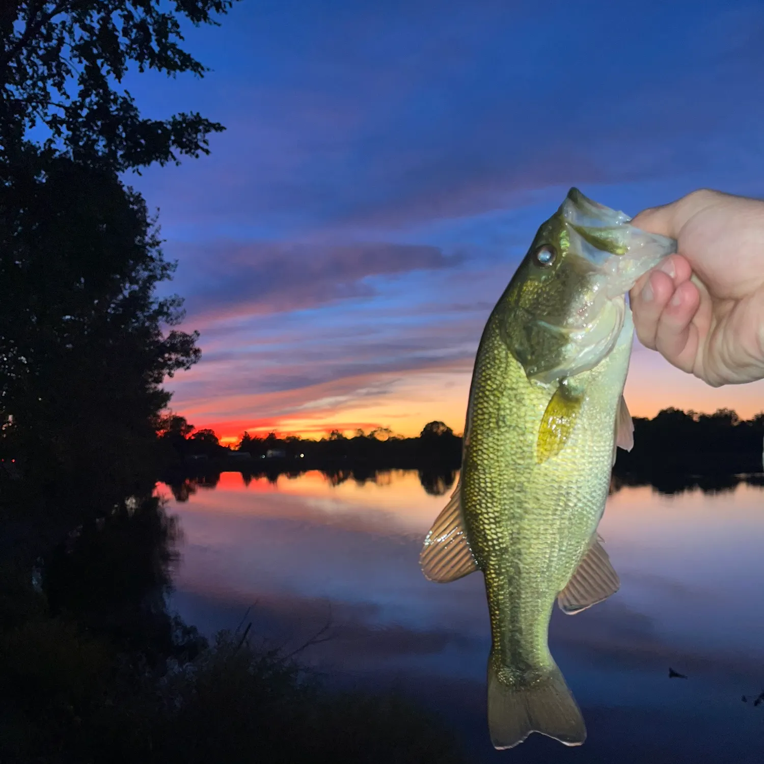 Largemouth bass caught on Fishbrain