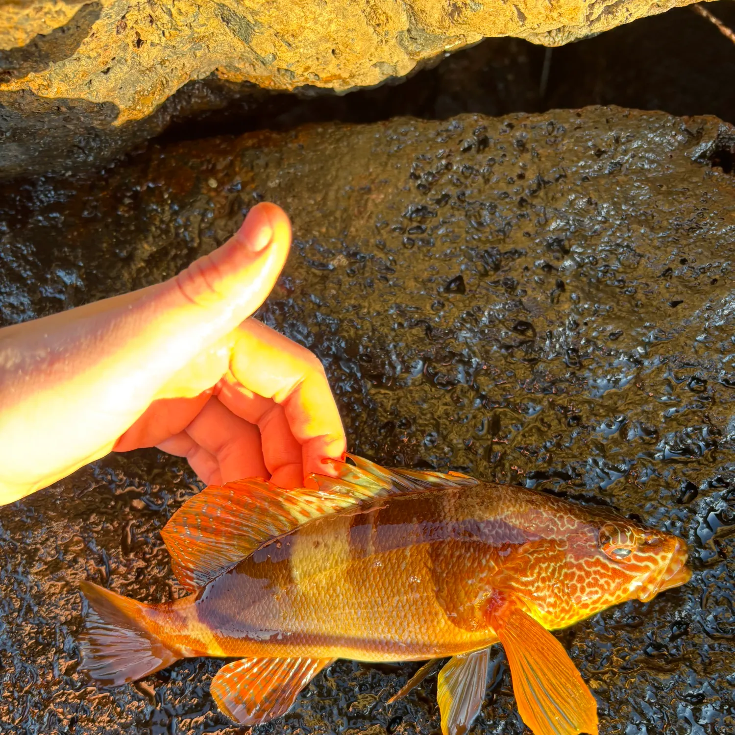 The most recent Ornate wrasse catches on Fishbrain