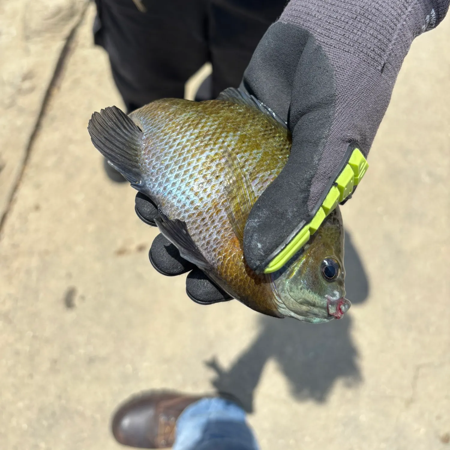 catch