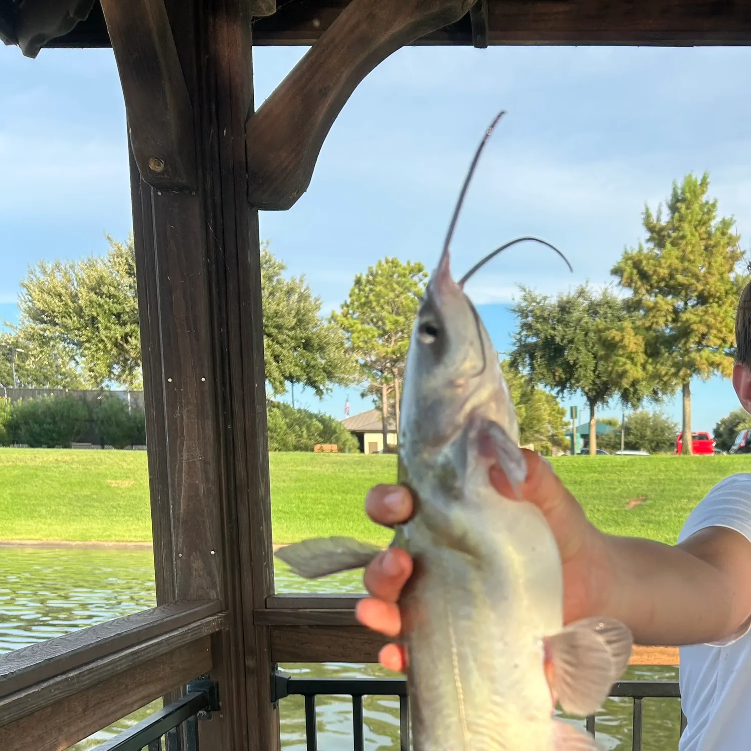 Channel catfish caught on Fishbrain