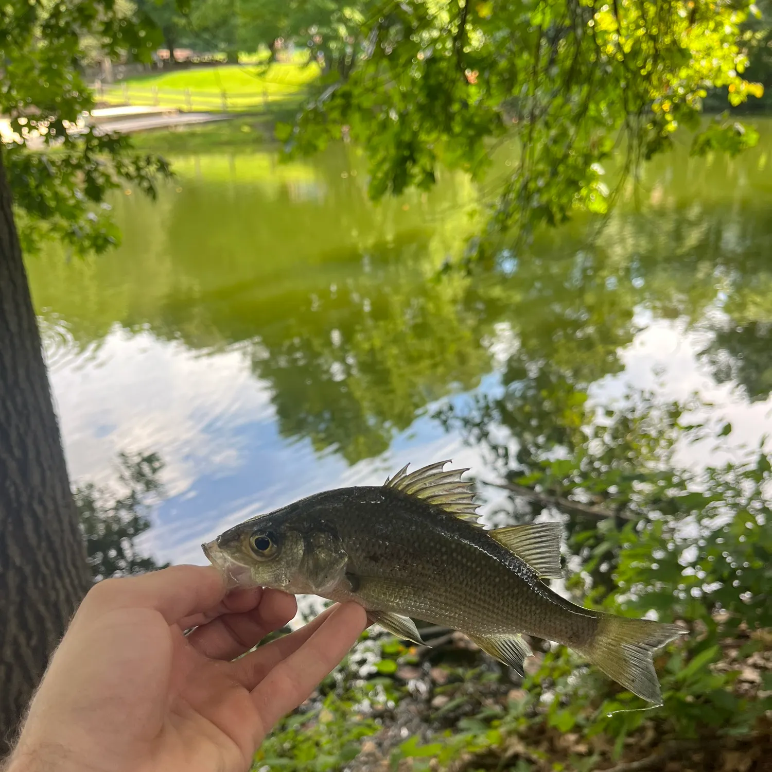 White perch caught on Fishbrain