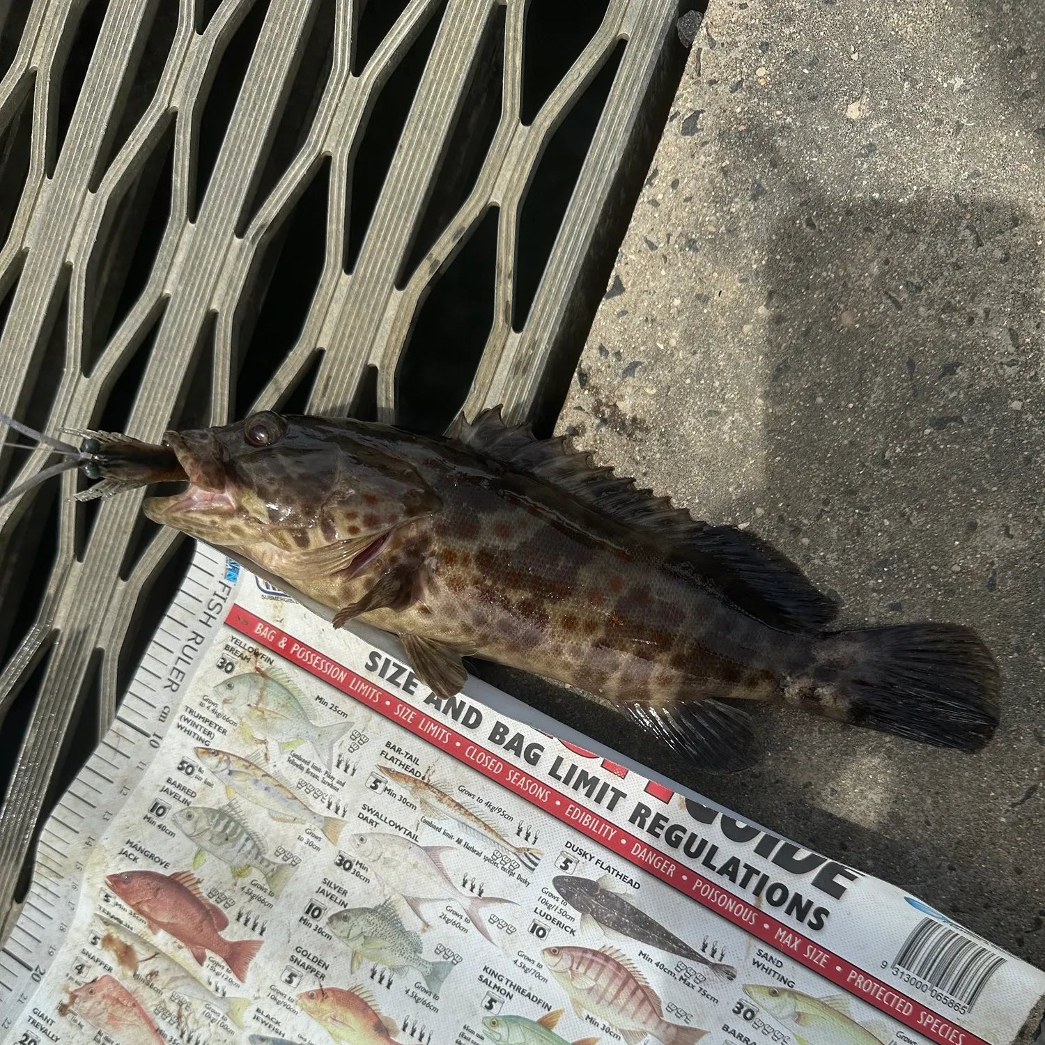 Fish caught on Fishbrain
