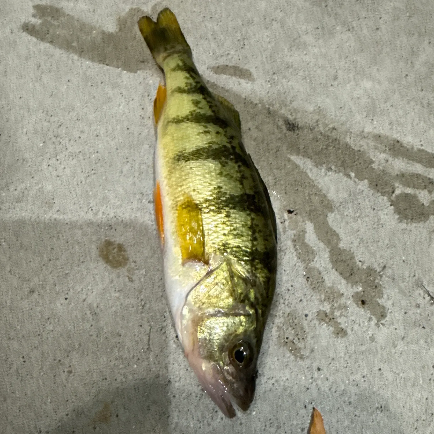 Yellow perch caught on Fishbrain