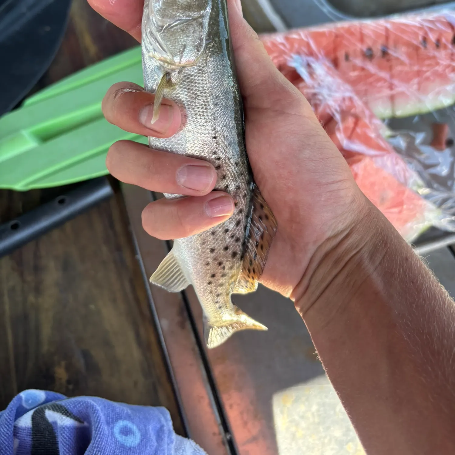 Spotted seatrout caught on Fishbrain