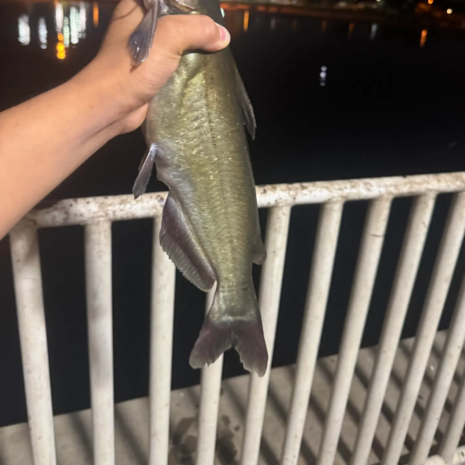 Channel catfish caught on Fishbrain